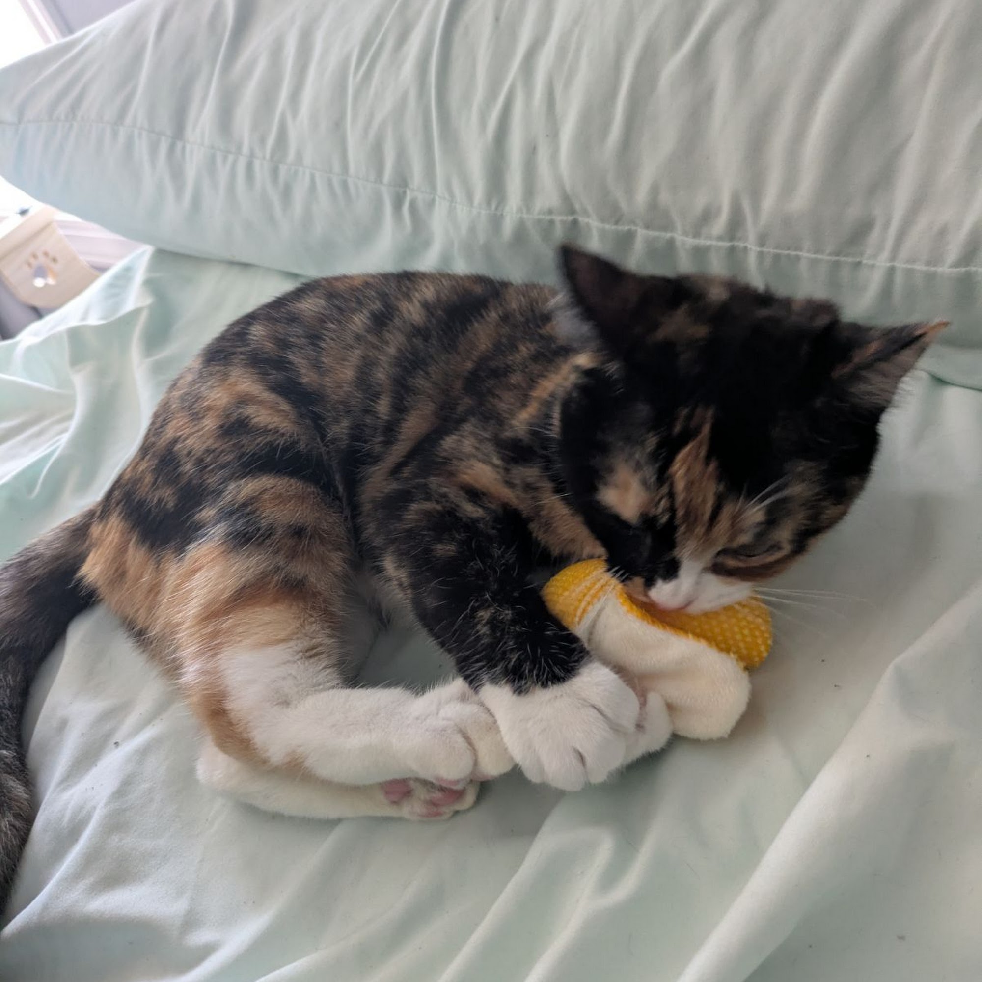 Dawson Forest Animal Hospital Dawsonville