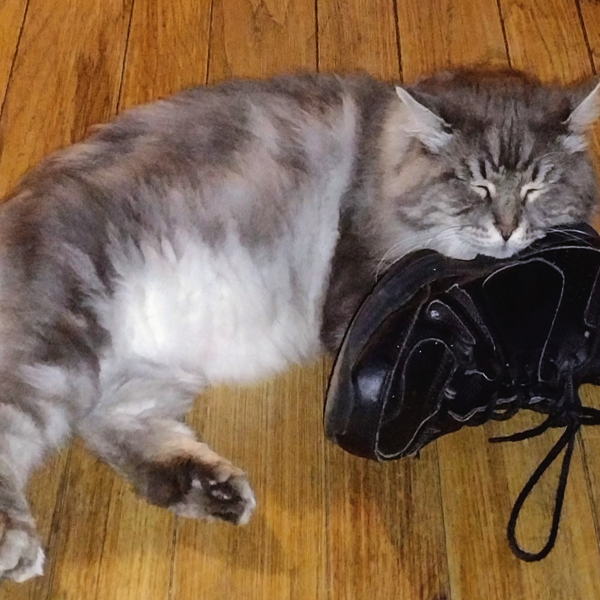 Thompson Creek Animal Hospital Dawsonville