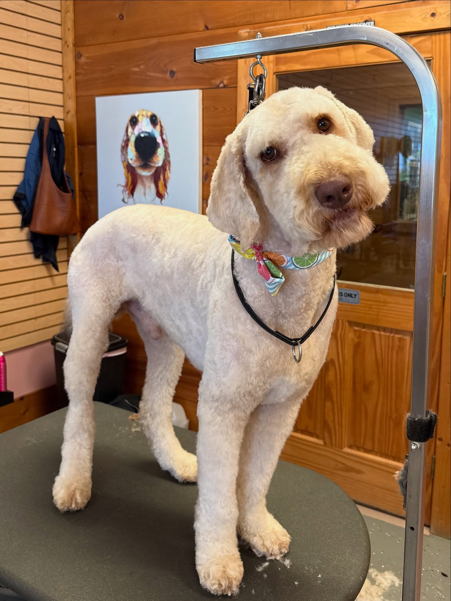 Mandy’s Pet Spa Dawsonville