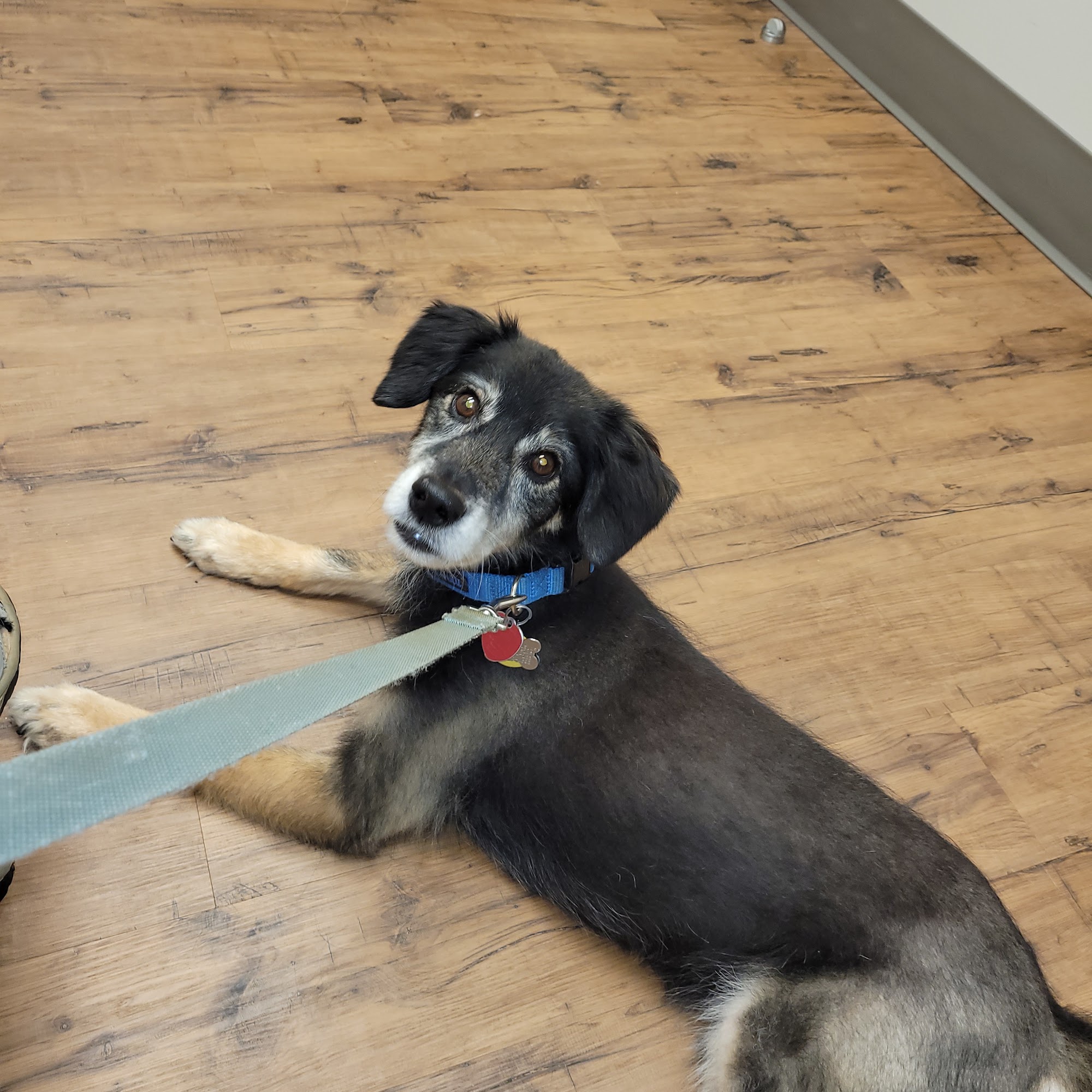 Whitmire Animal Hospital Dawsonville