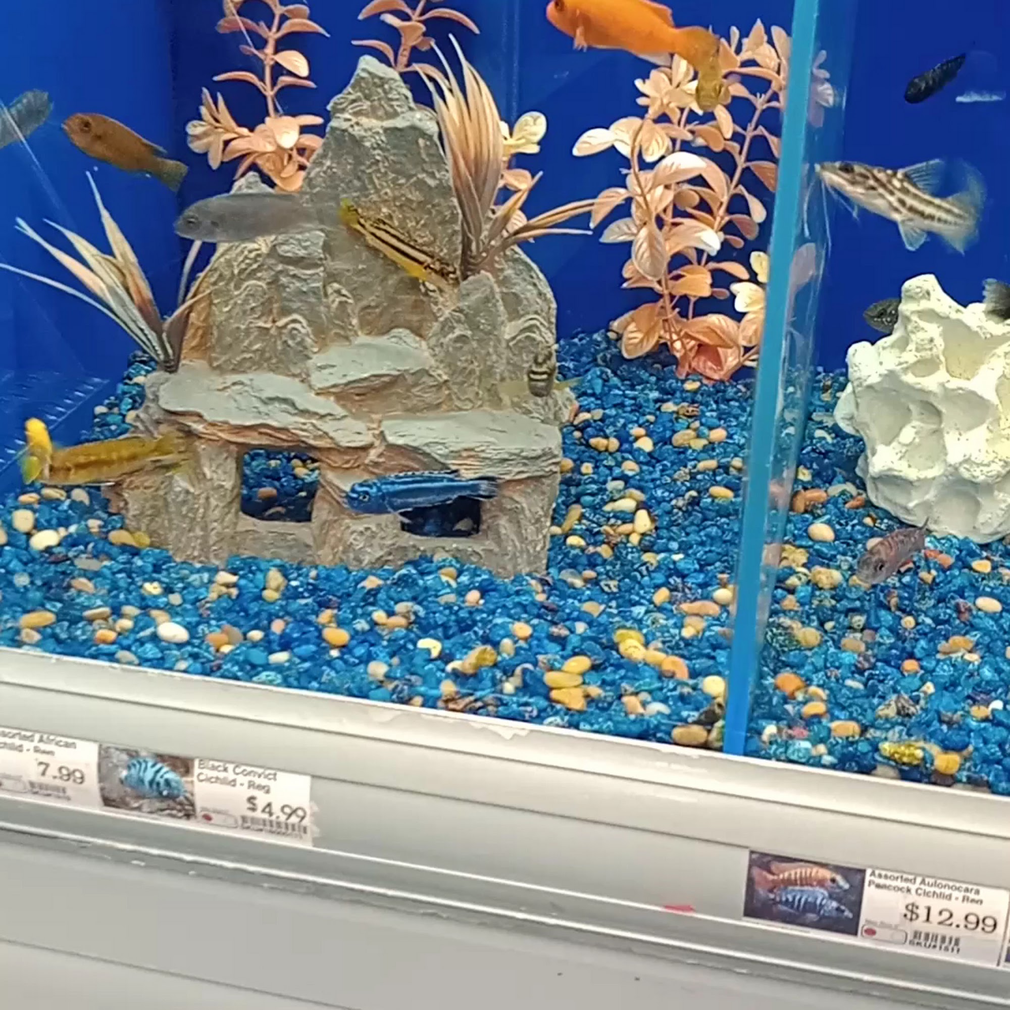 Pet Supermarket Decatur