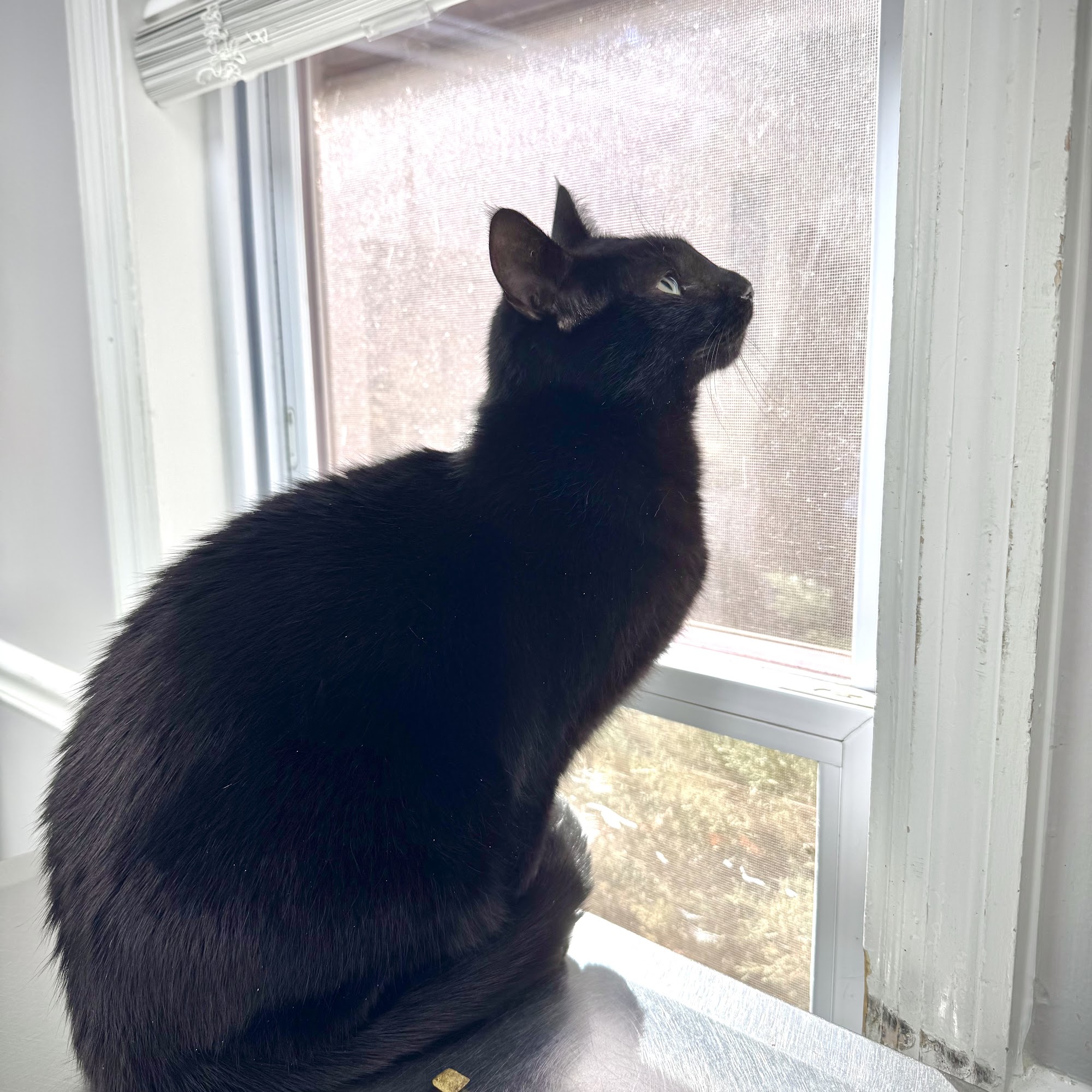 North Dekalb Veterinary Clinic Decatur