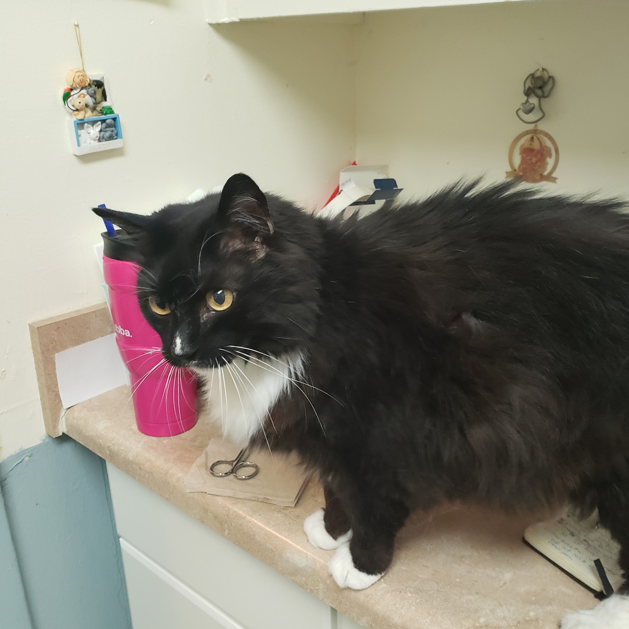 Whiteway Animal Hospital Decatur