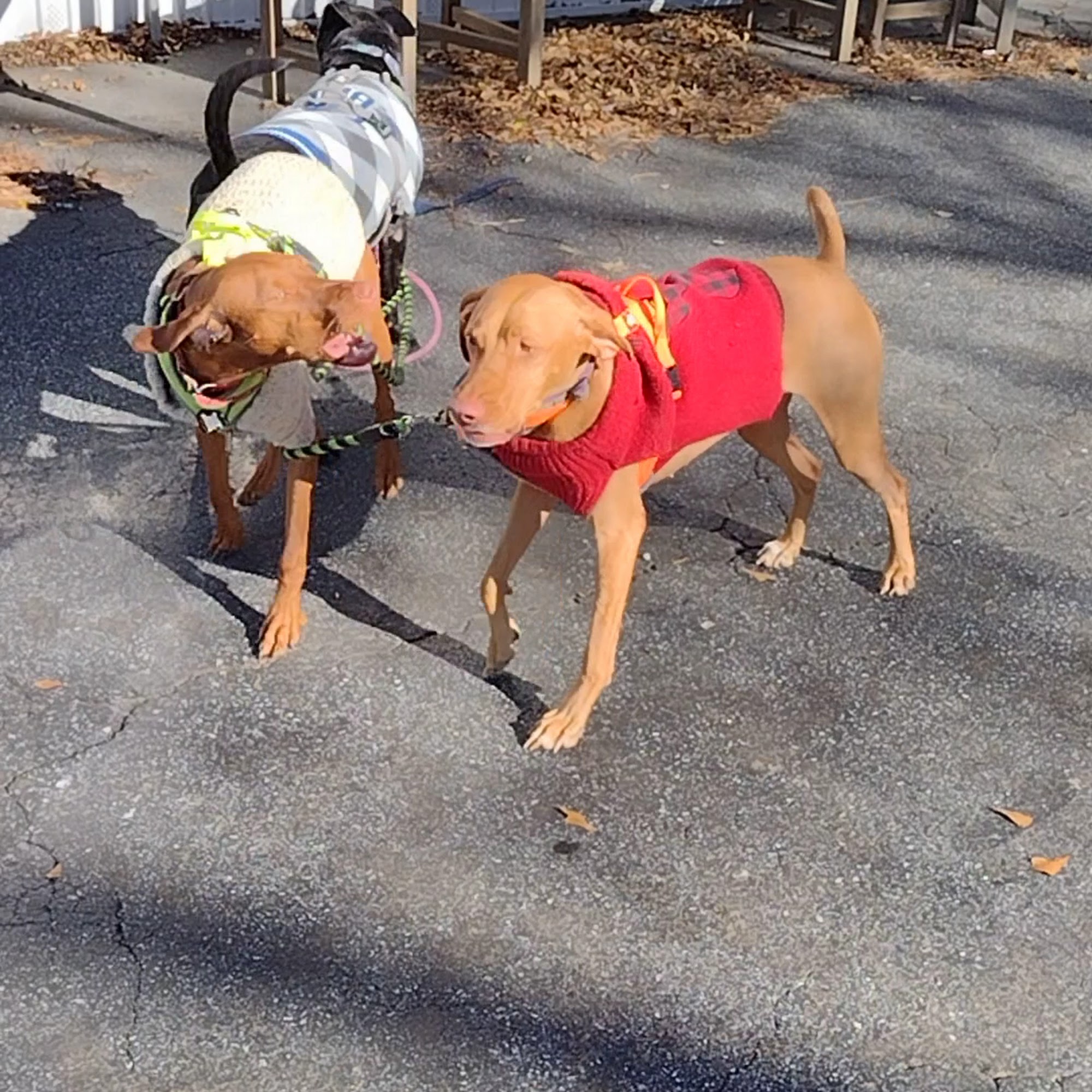 Church Street Animal Hospital Decatur