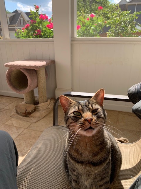 Avondale Veterinary Hospital Decatur