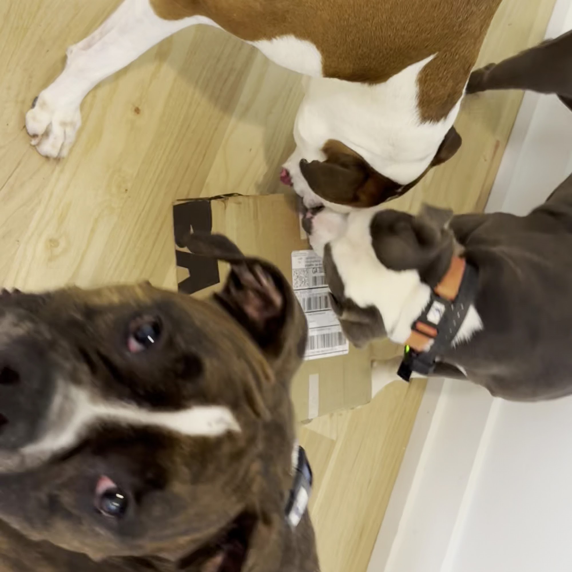 Coral Sands Animal Hospital Decatur