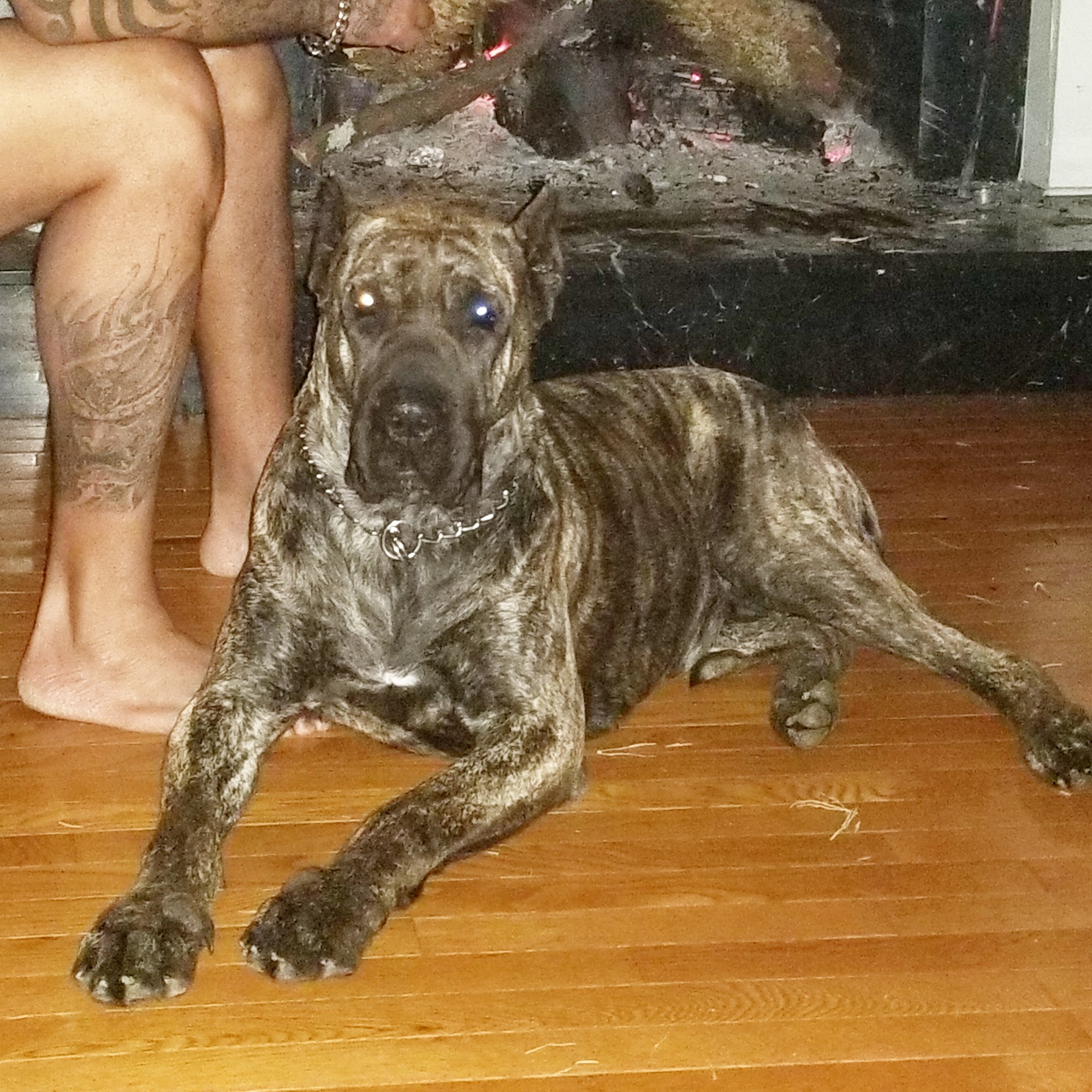 Coral Sands Animal Hospital Decatur