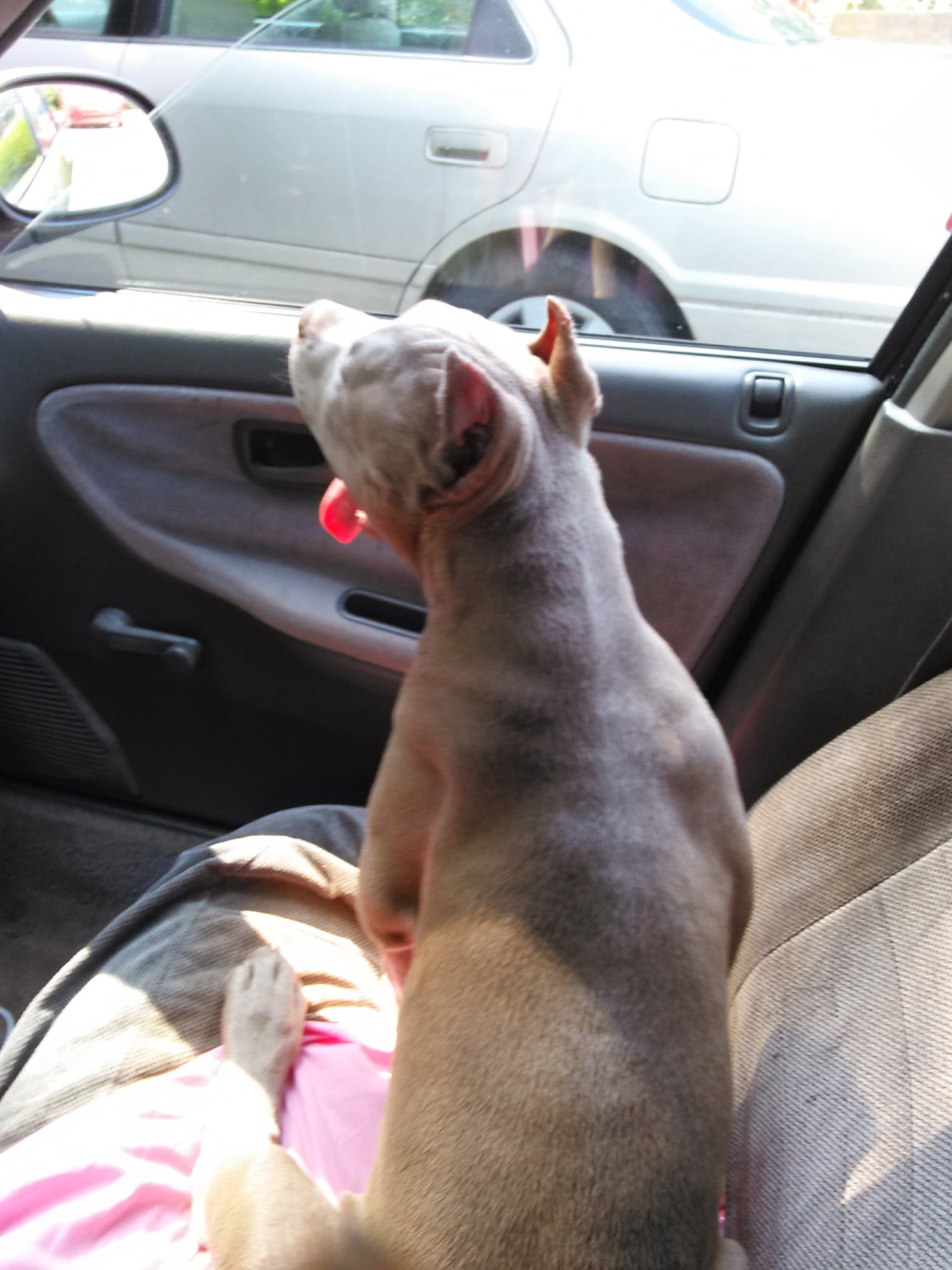 Columbia Belvedere Animal Hospital Decatur