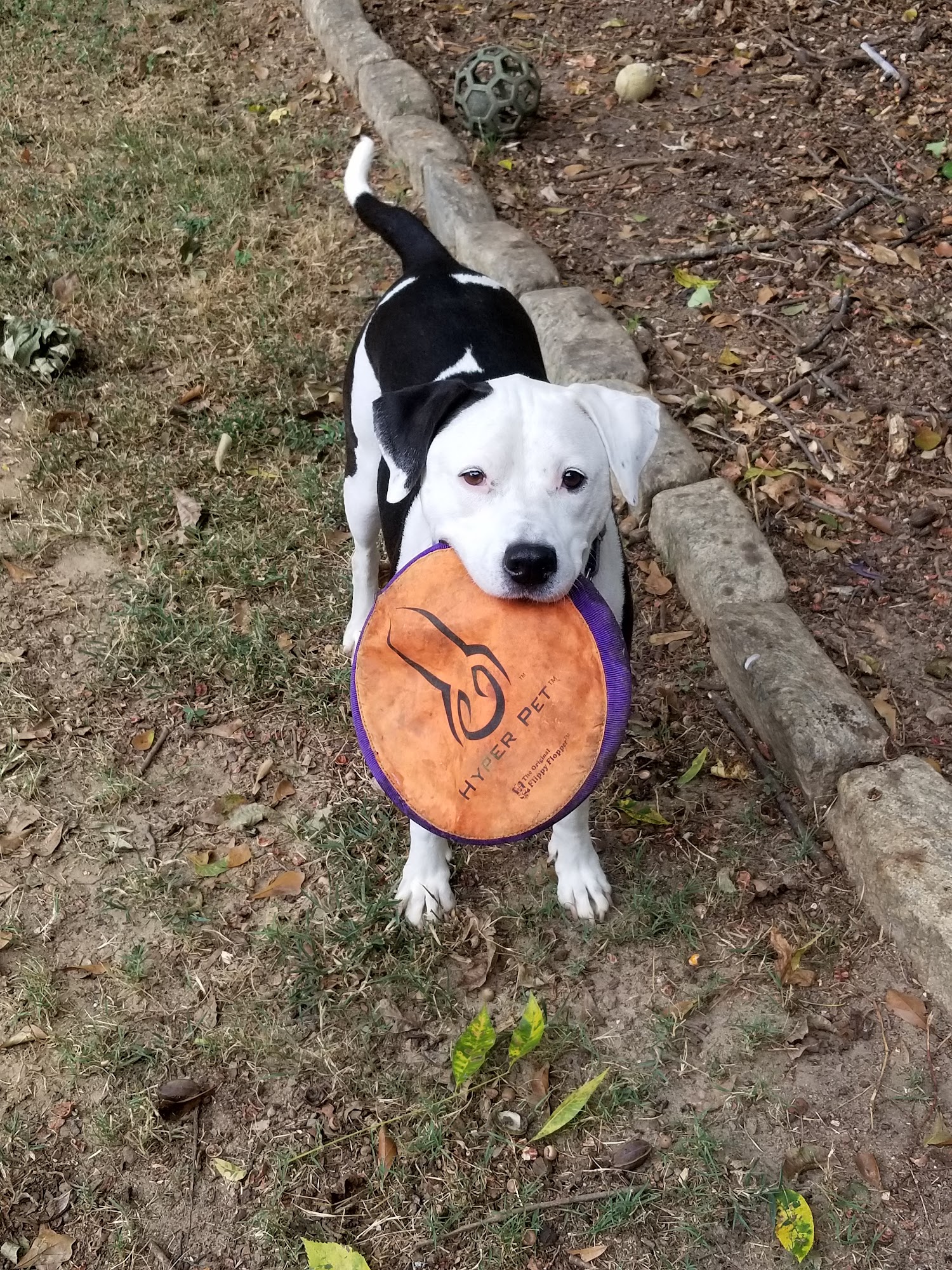 Dearborn Animal Hospital Decatur