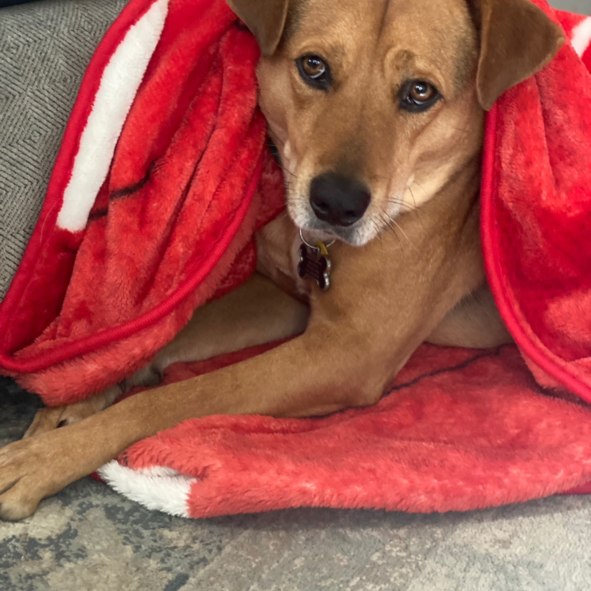 Dearborn Animal Hospital Decatur