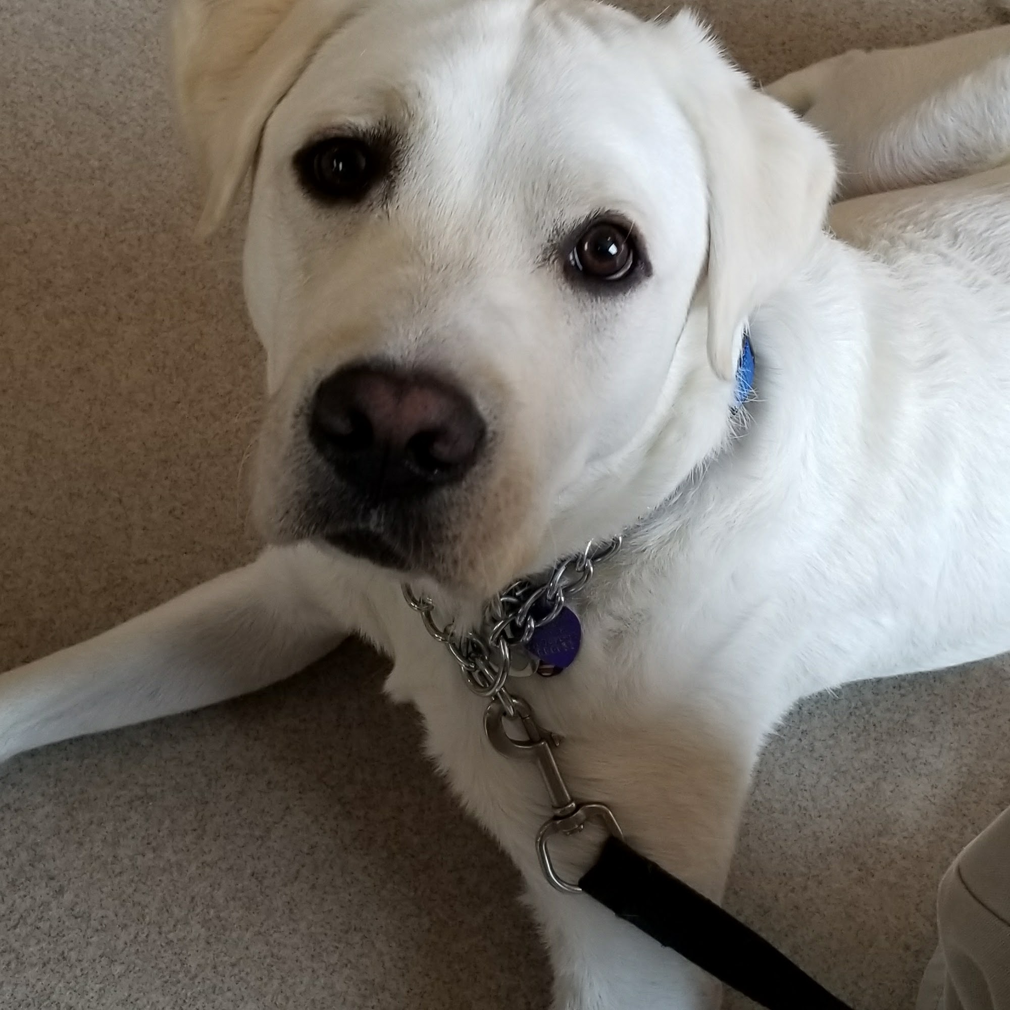 Lavista Animal Hospital Decatur