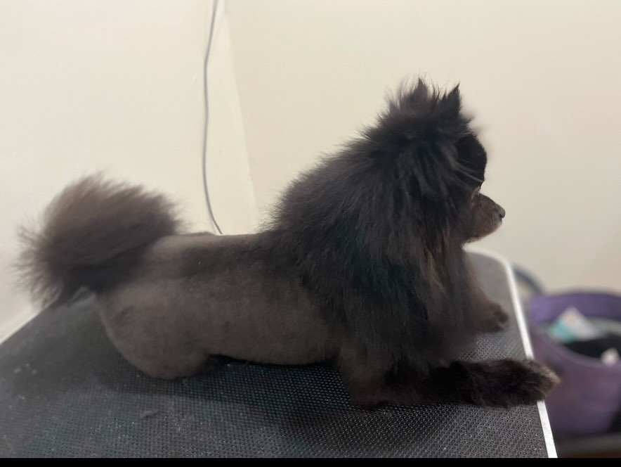 Swag Pets Atl Decatur