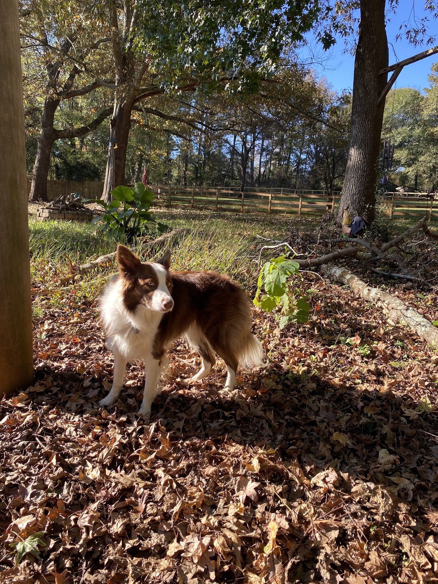 Leash Me Out! Decatur