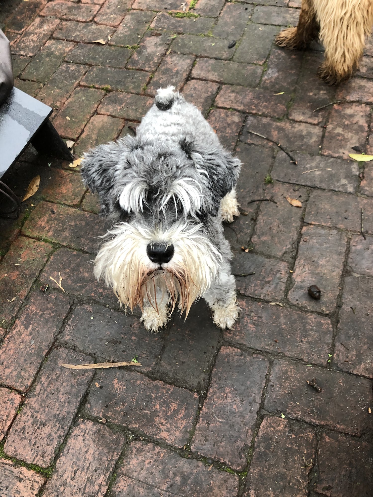 Leash Me Out! Decatur