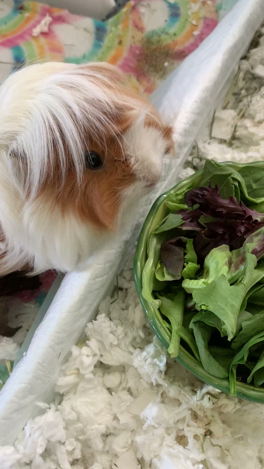 Oak Grove Pet Sitting & Dog Walking, LLC Decatur