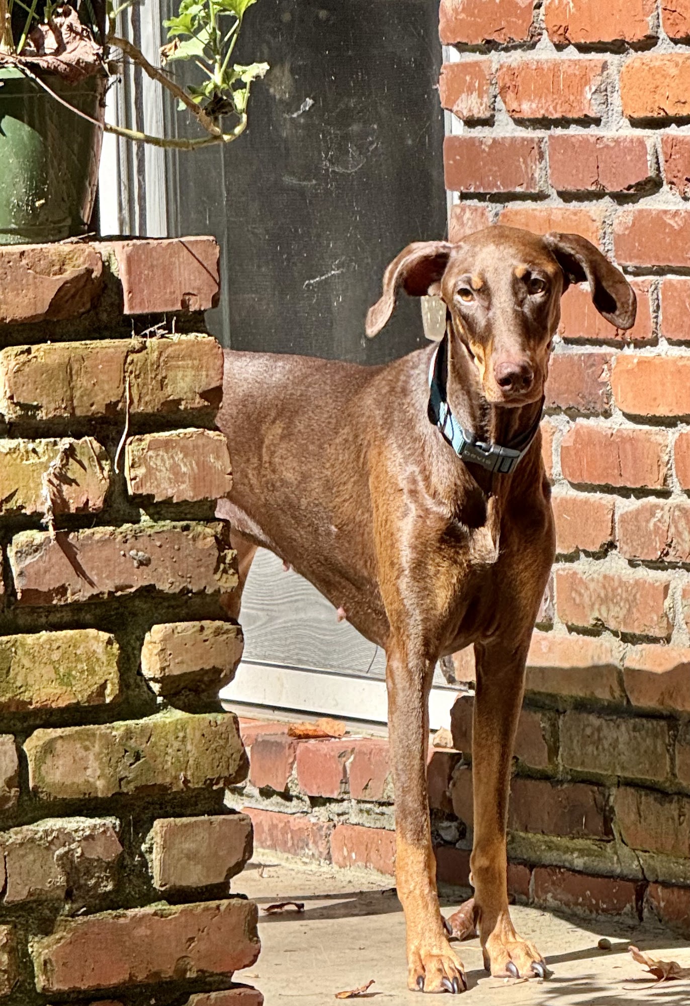 Oak Grove Pet Sitting & Dog Walking, LLC Decatur