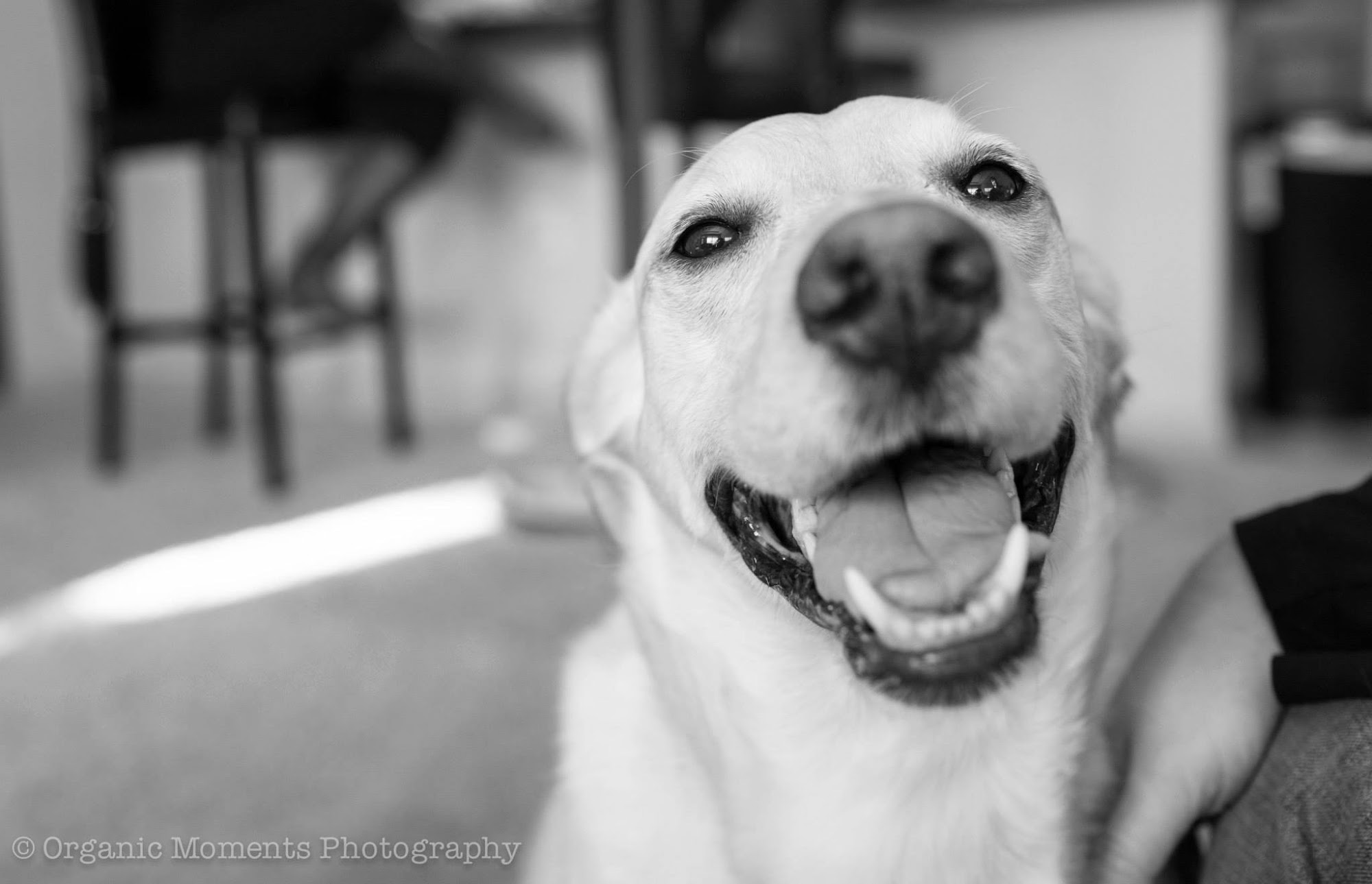 Heron's Crossing Decatur