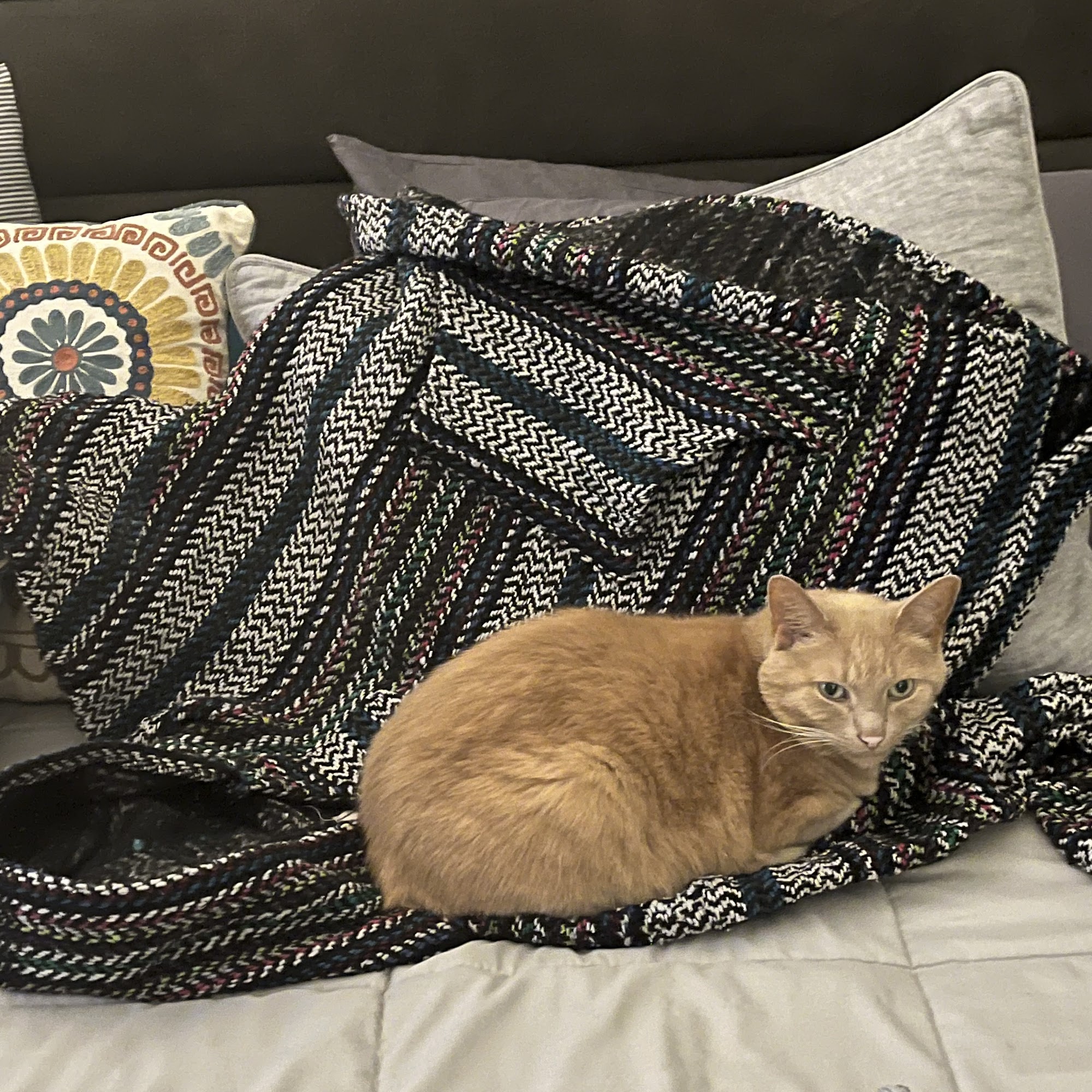 The Village Vets Decatur-Ponce Decatur