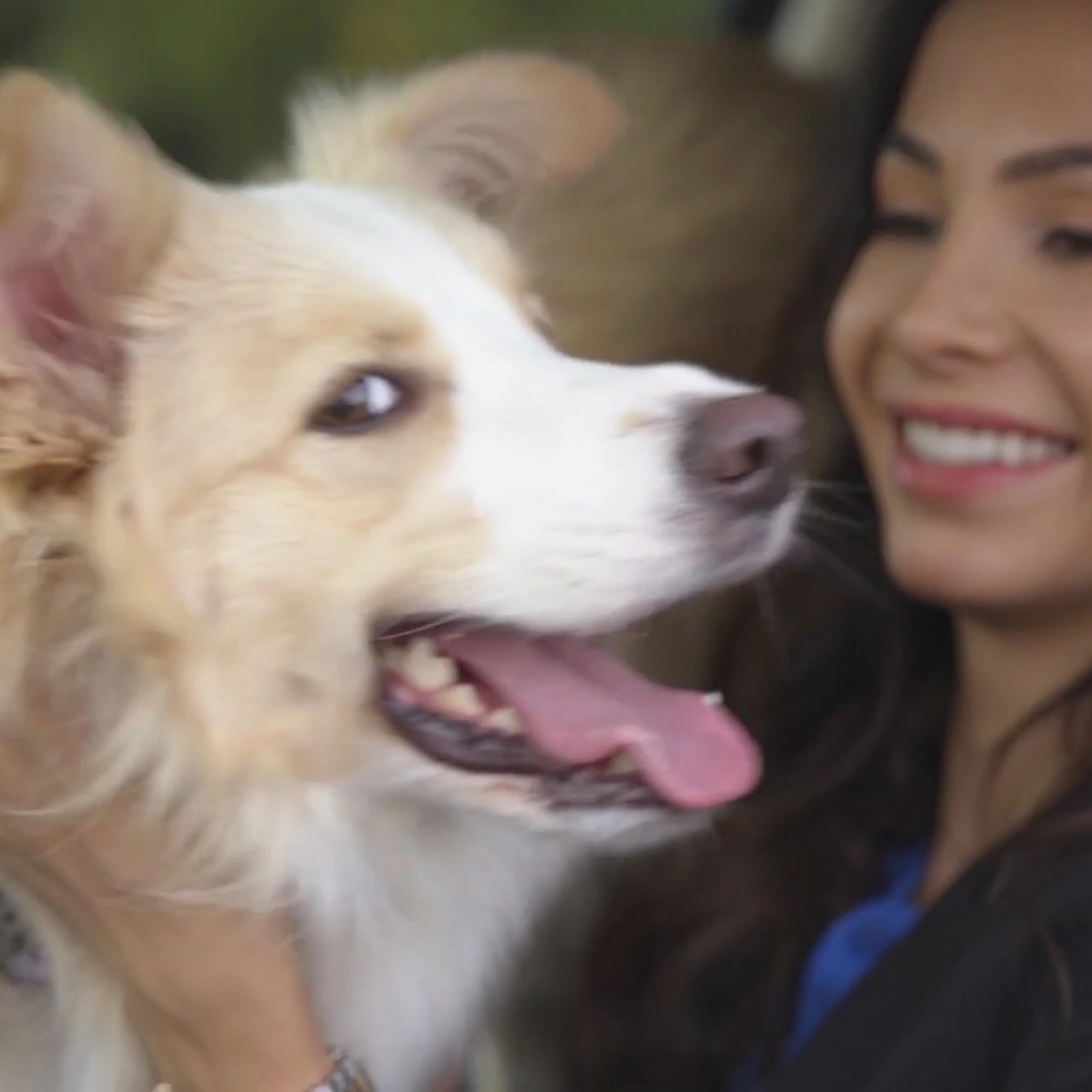 Dogtopia of Decatur Decatur