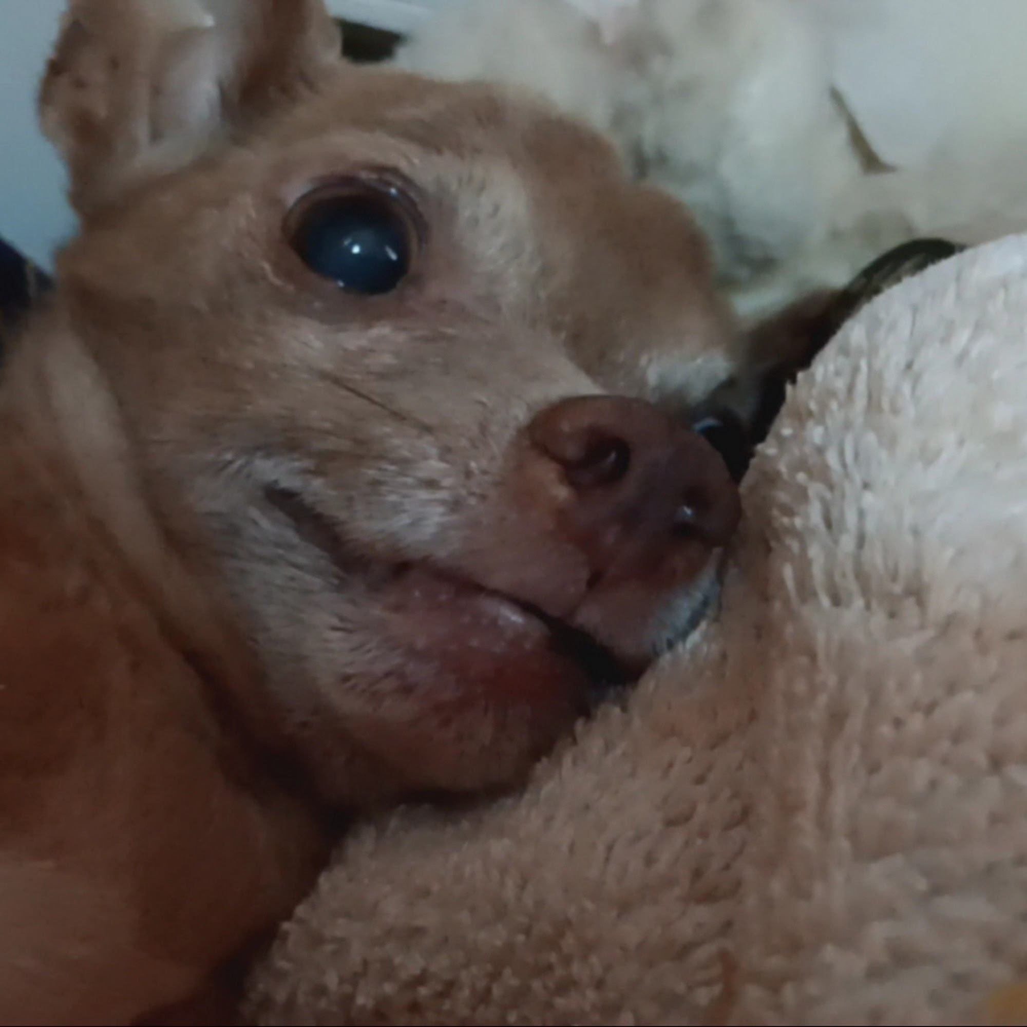 Riverside Veterinary Clinic Donalsonville