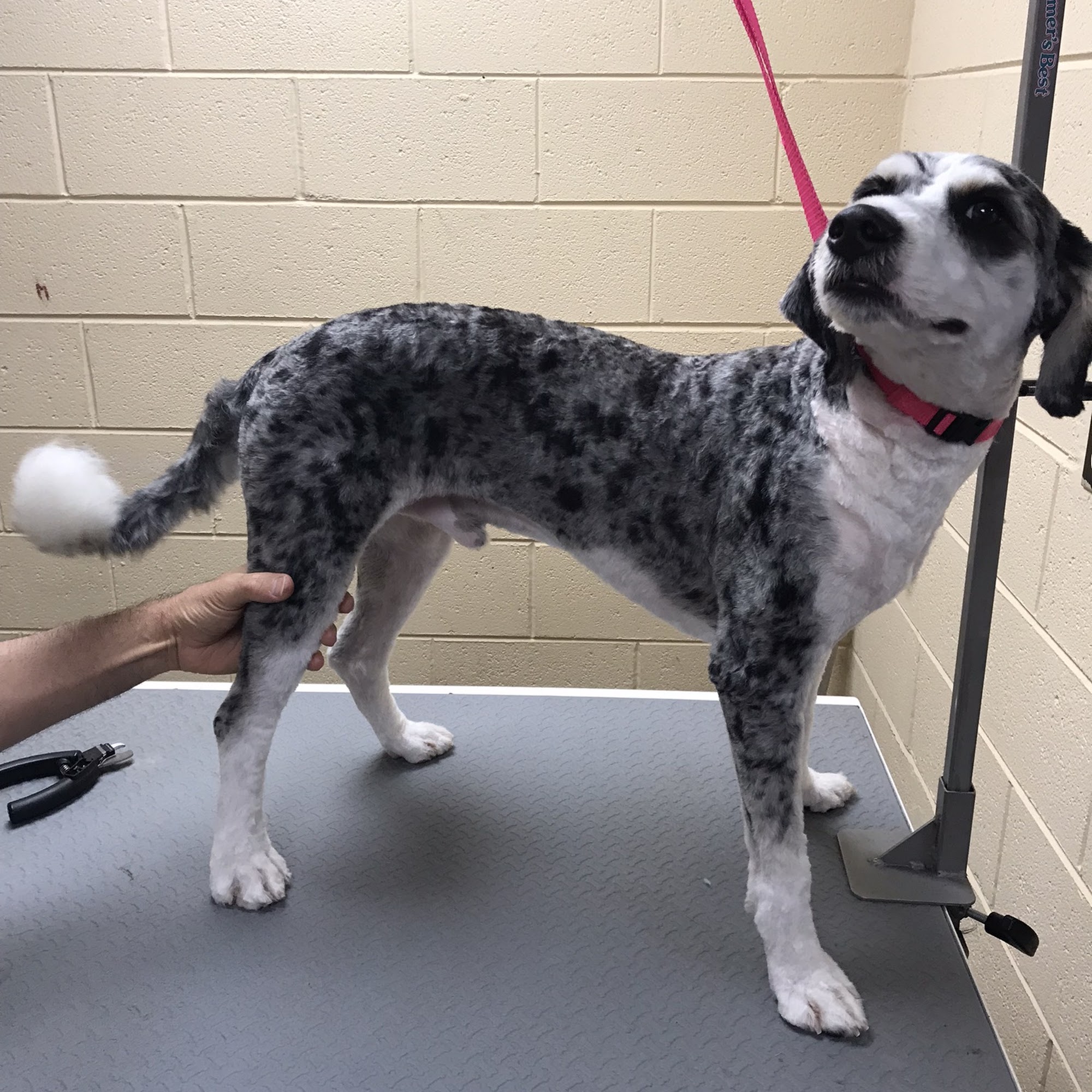 Pause 4 Dogs 501 N Peterson Ave, Douglas Georgia 31533