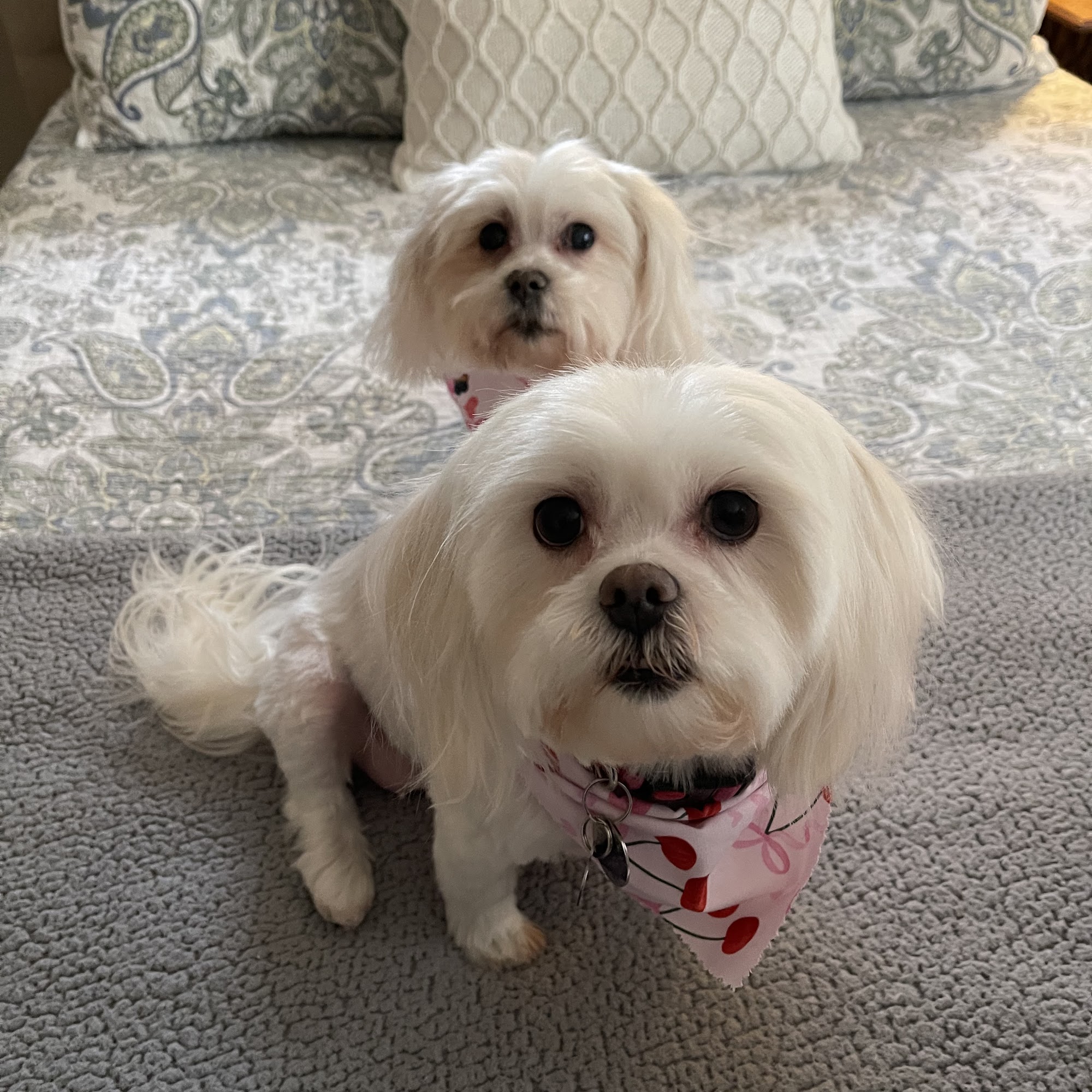 Kay Animal Hospital Douglasville