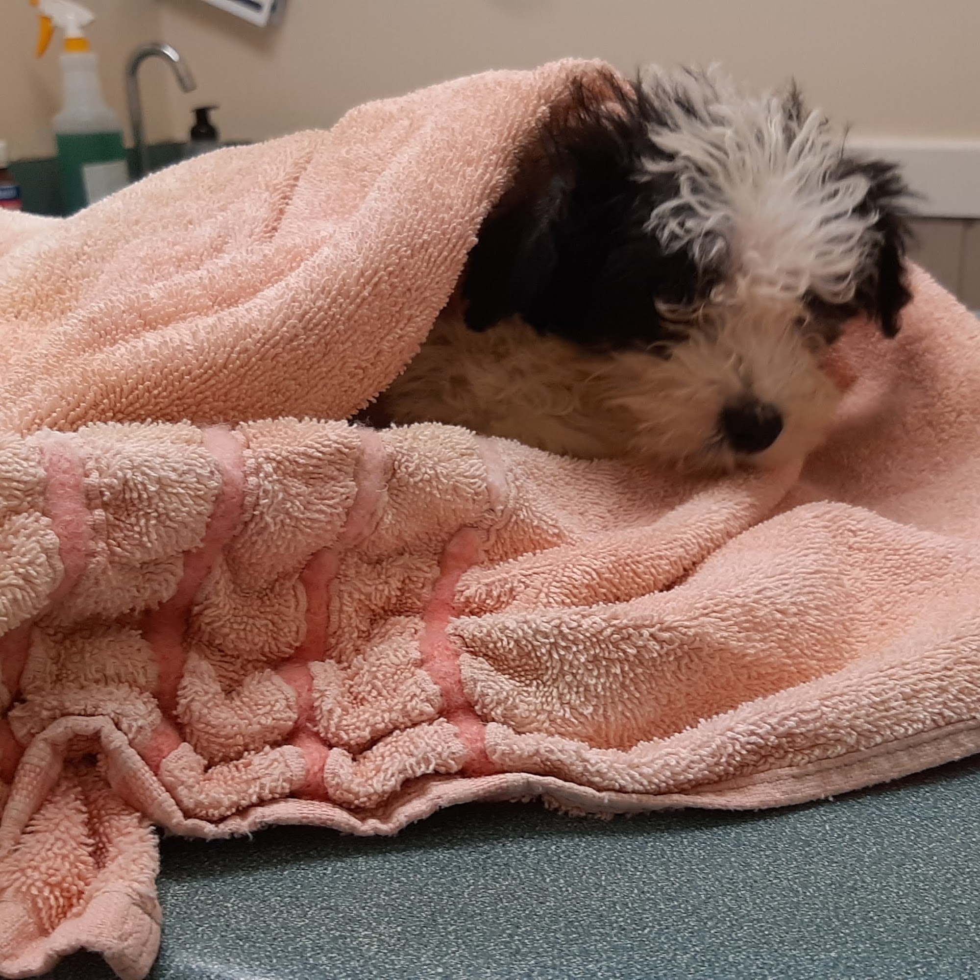 Douglasville Veterinary Hospital Douglasville