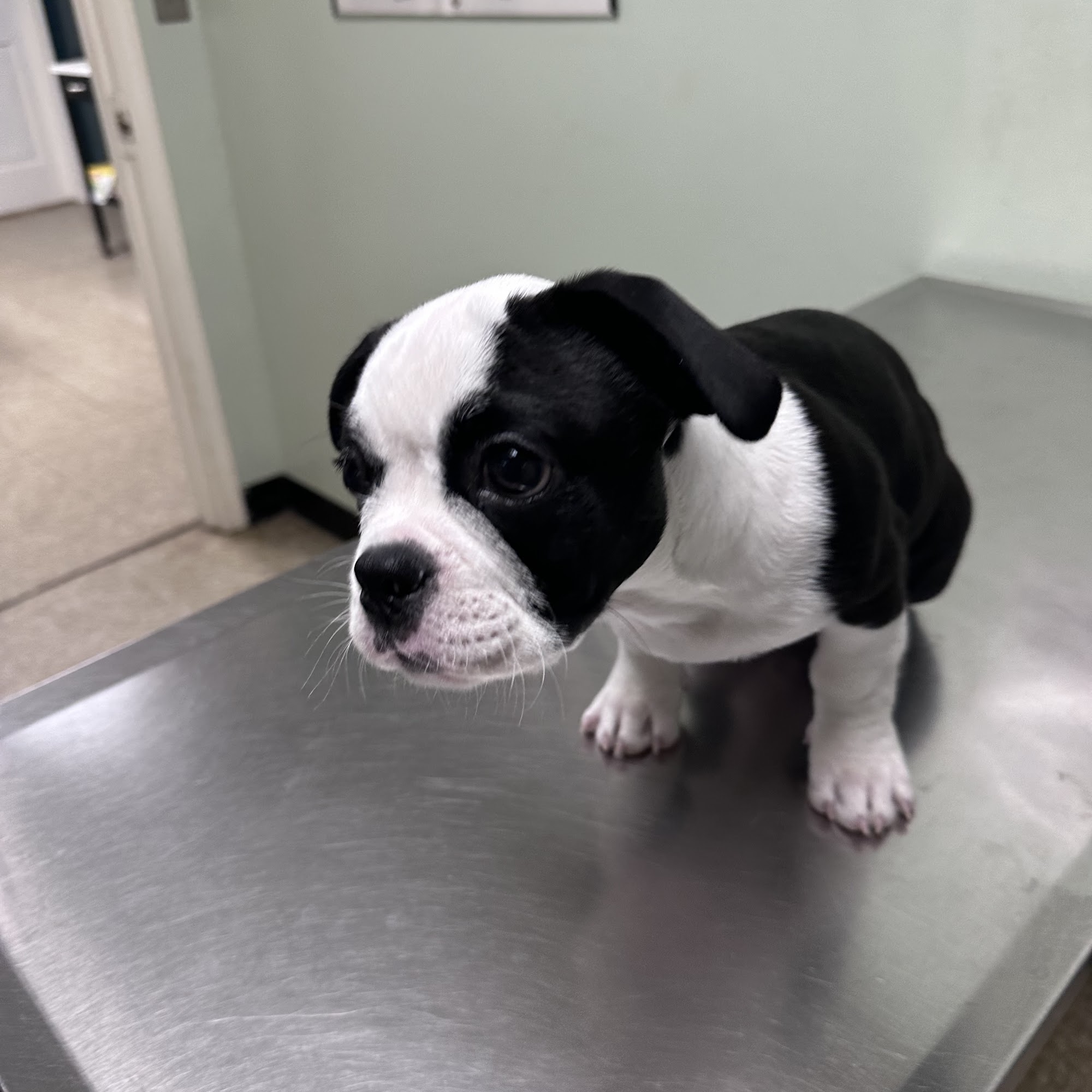 Bankhead Animal Hospital Douglasville