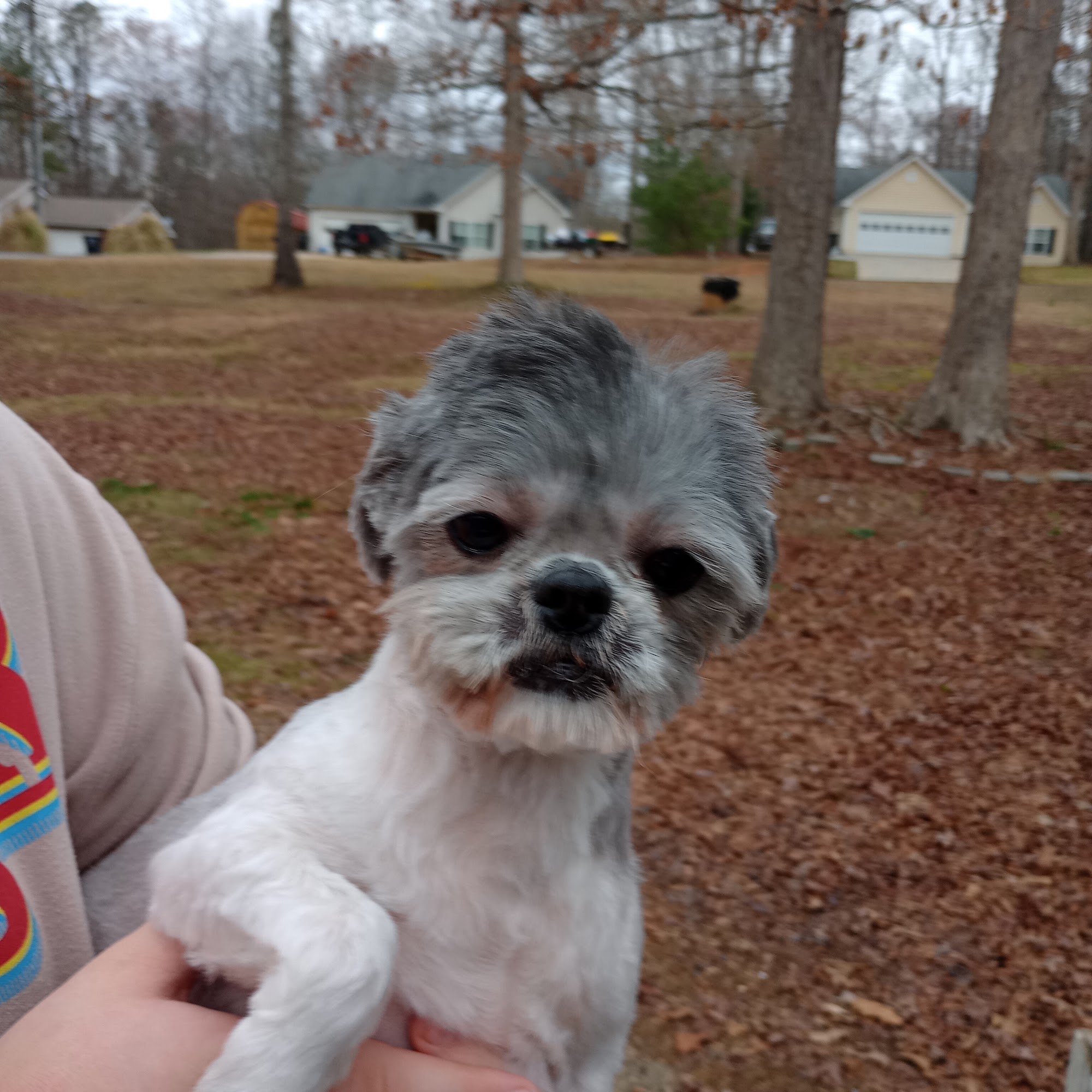 Amys Pet Grooming Douglasville