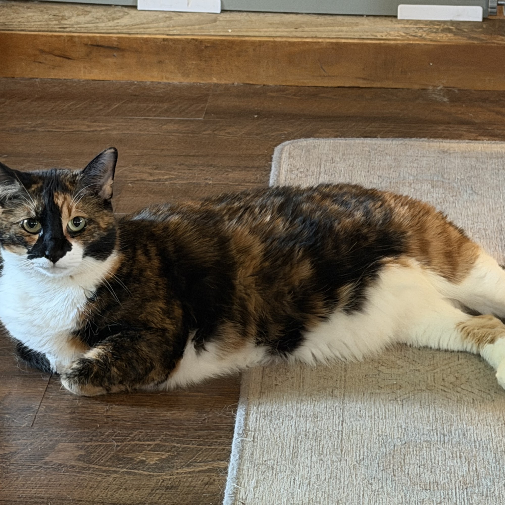 Animal Medical Clinic-Laurens Dublin