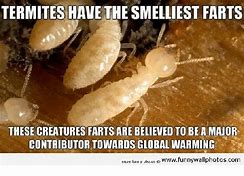 Insect-A-Gone