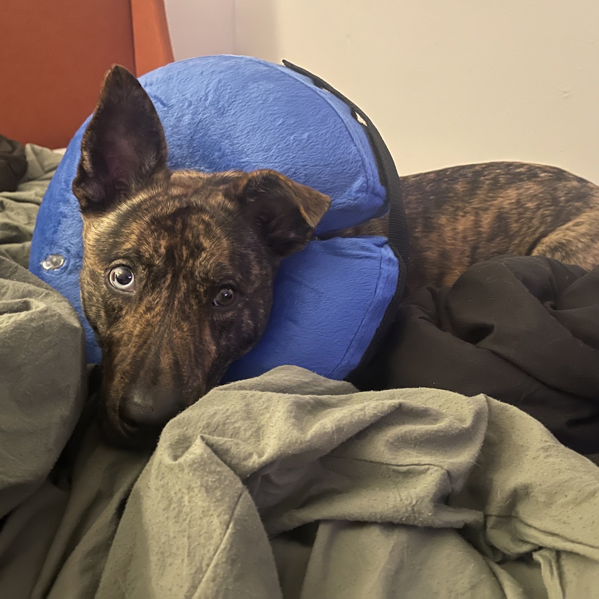 Planned PEThood of Georgia Duluth