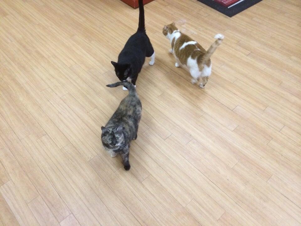 Planned PEThood of Georgia Duluth