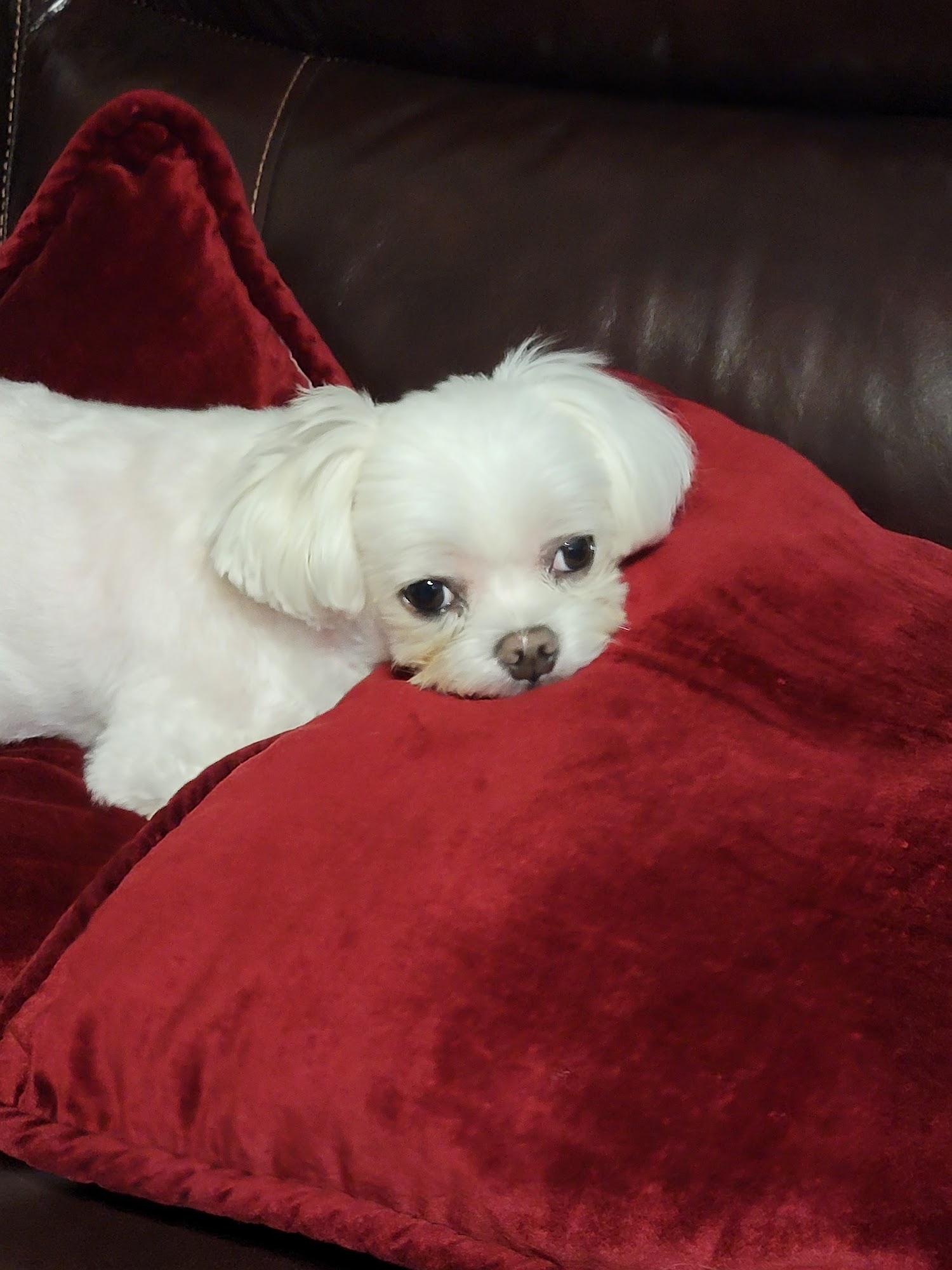 Me And My Dog Duluth