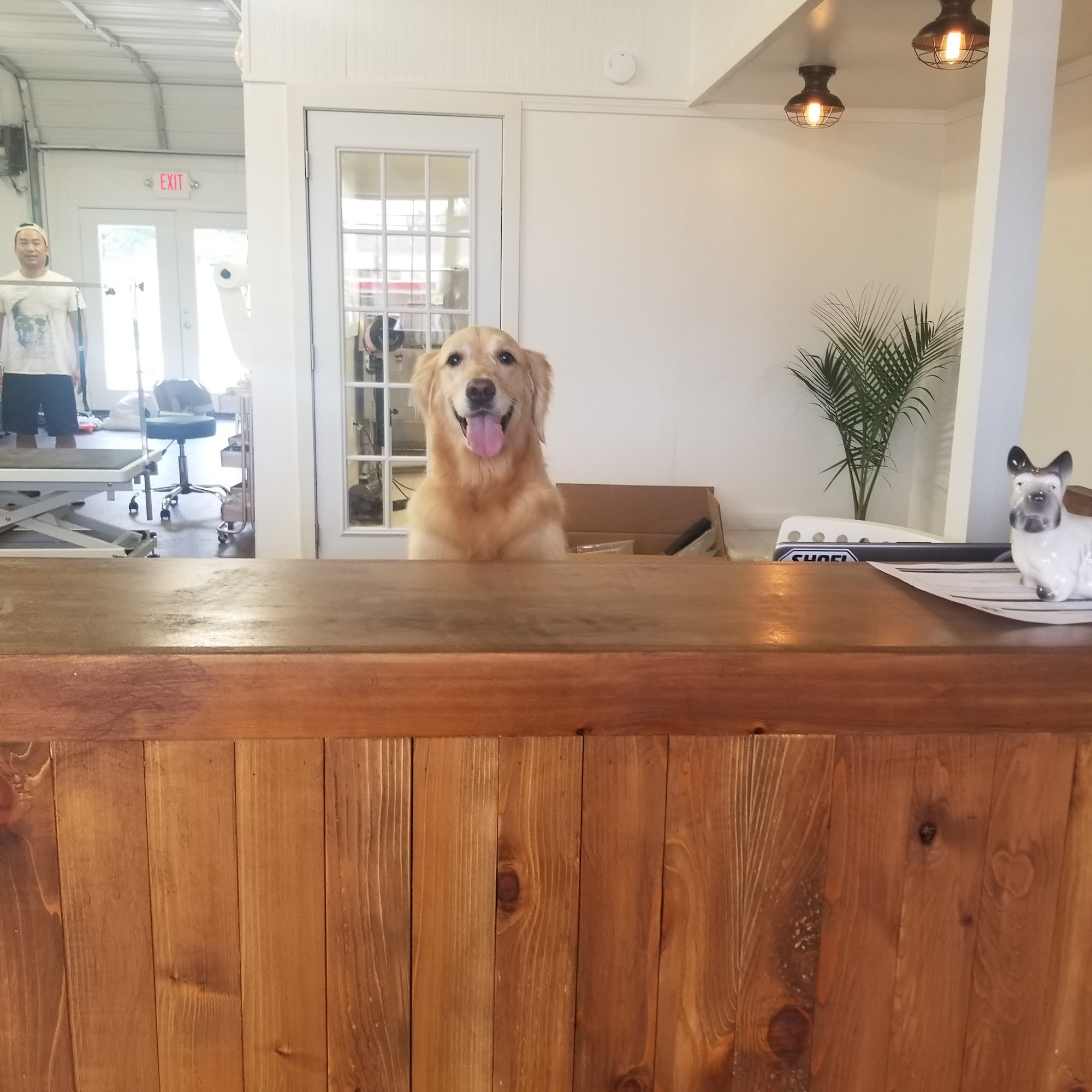 pawsitive pet spa Duluth