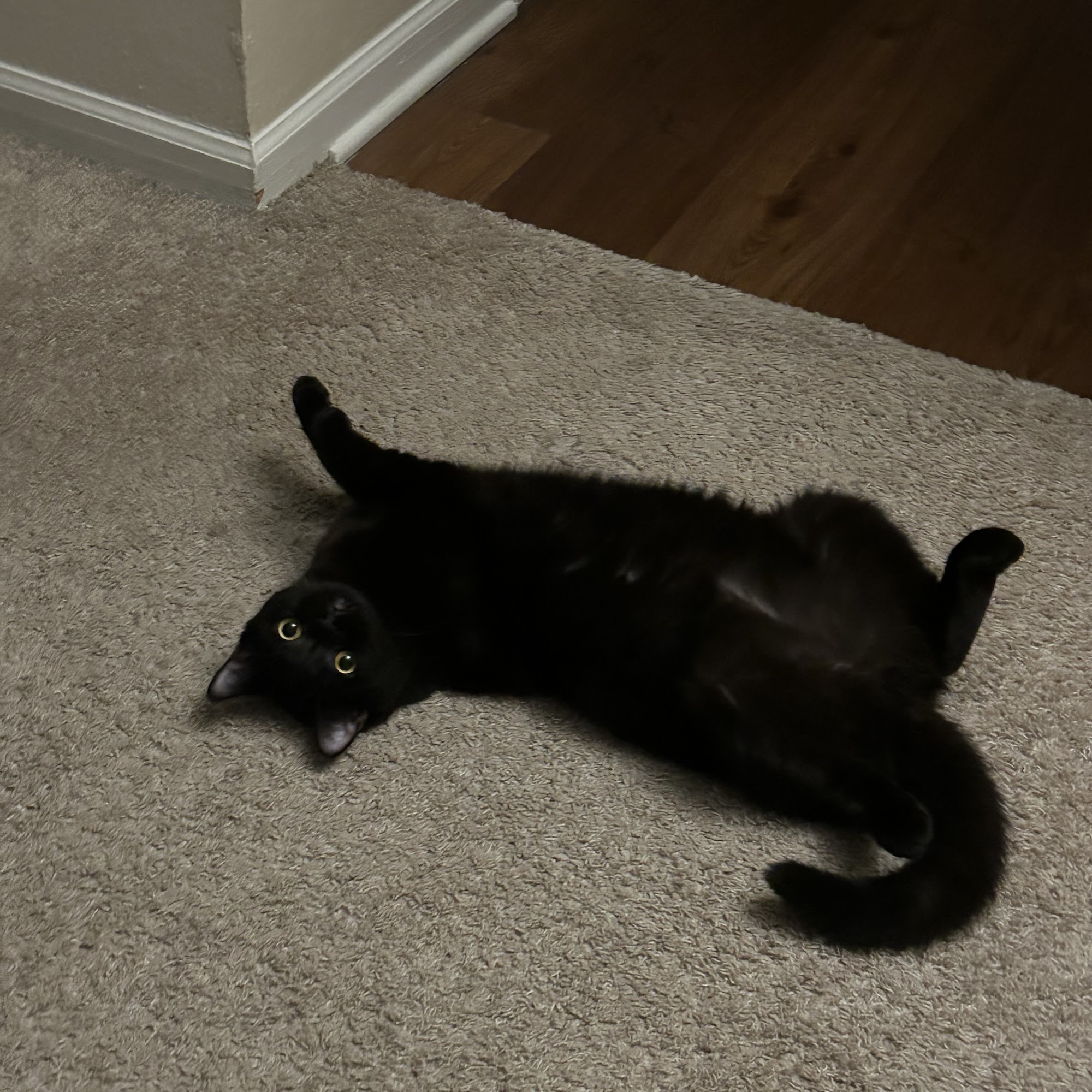 All Creatures Animal Hospital Dunwoody