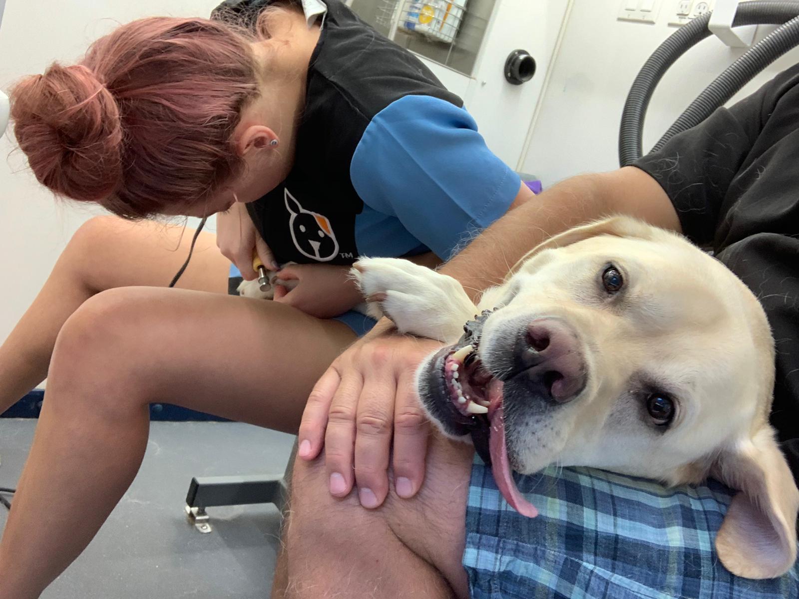 The Grooming Pawlor Mobile Dog Grooming Dunwoody