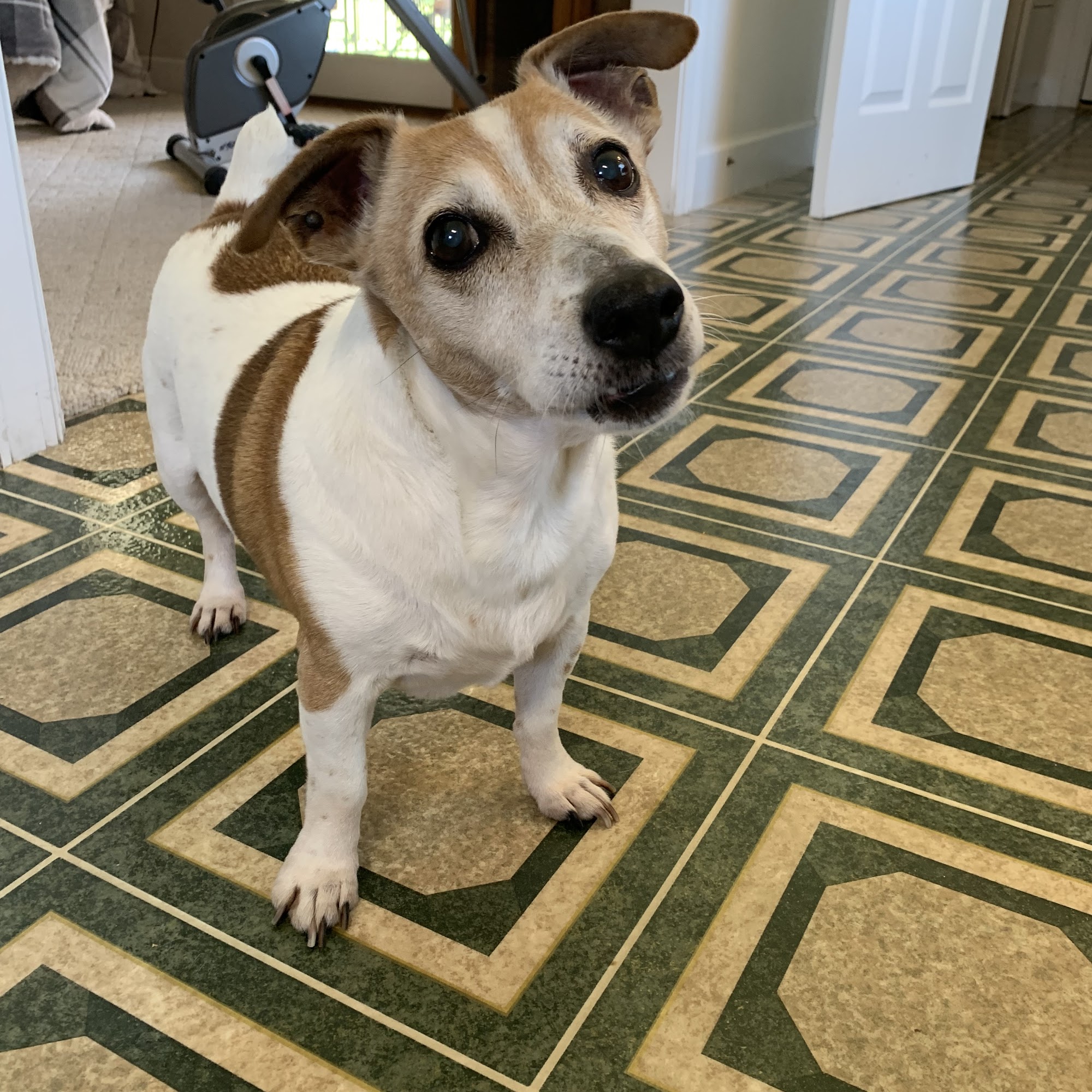 Ocmulgee Veterinary Clinic Eastman