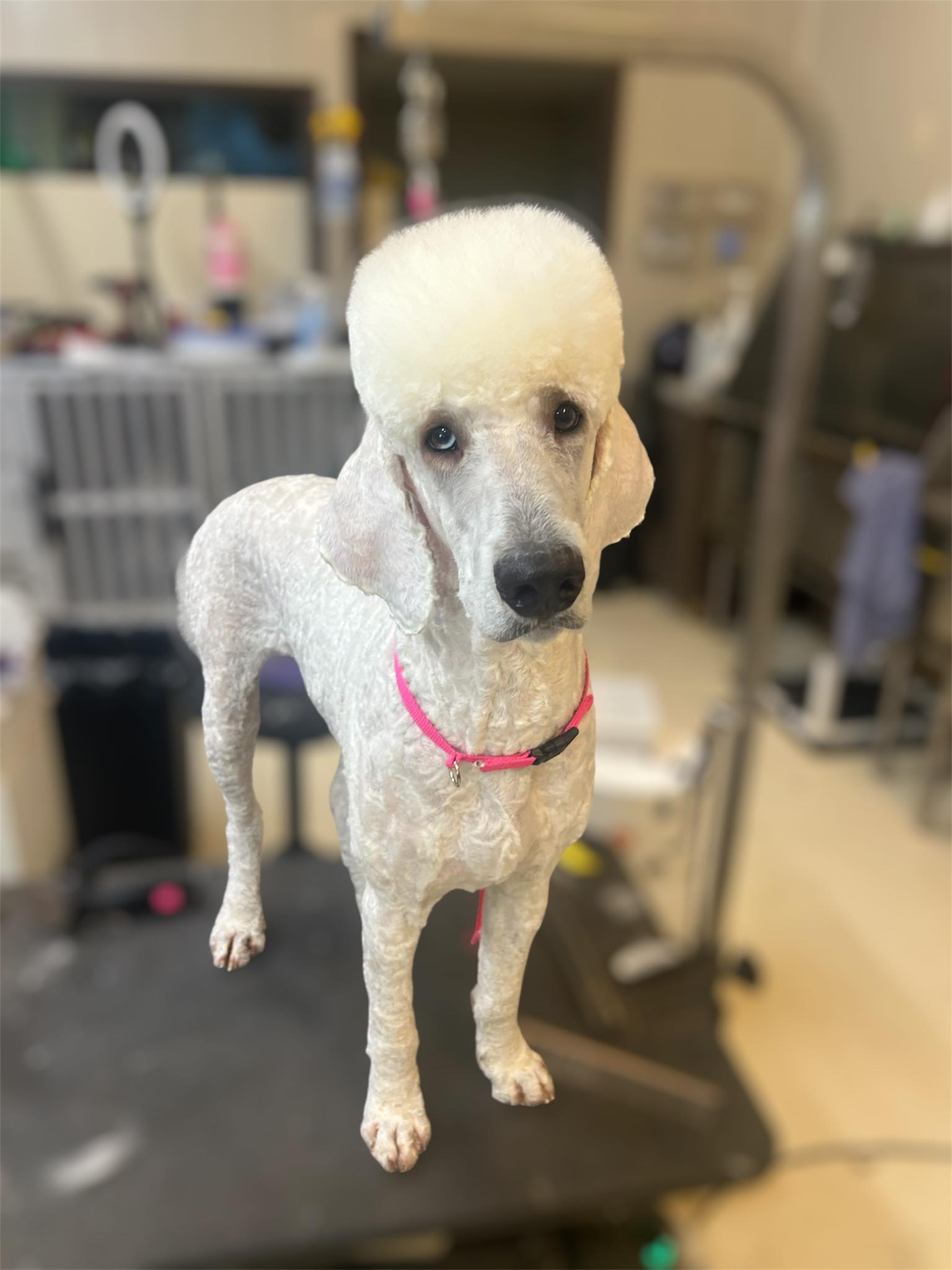 Beth’s Boarding & Grooming Eatonton