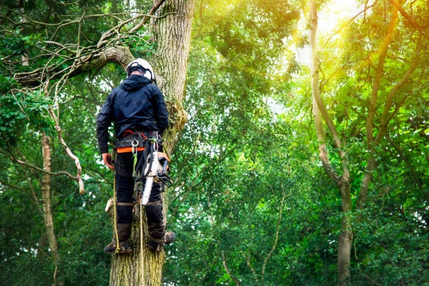 Precision Tree Service