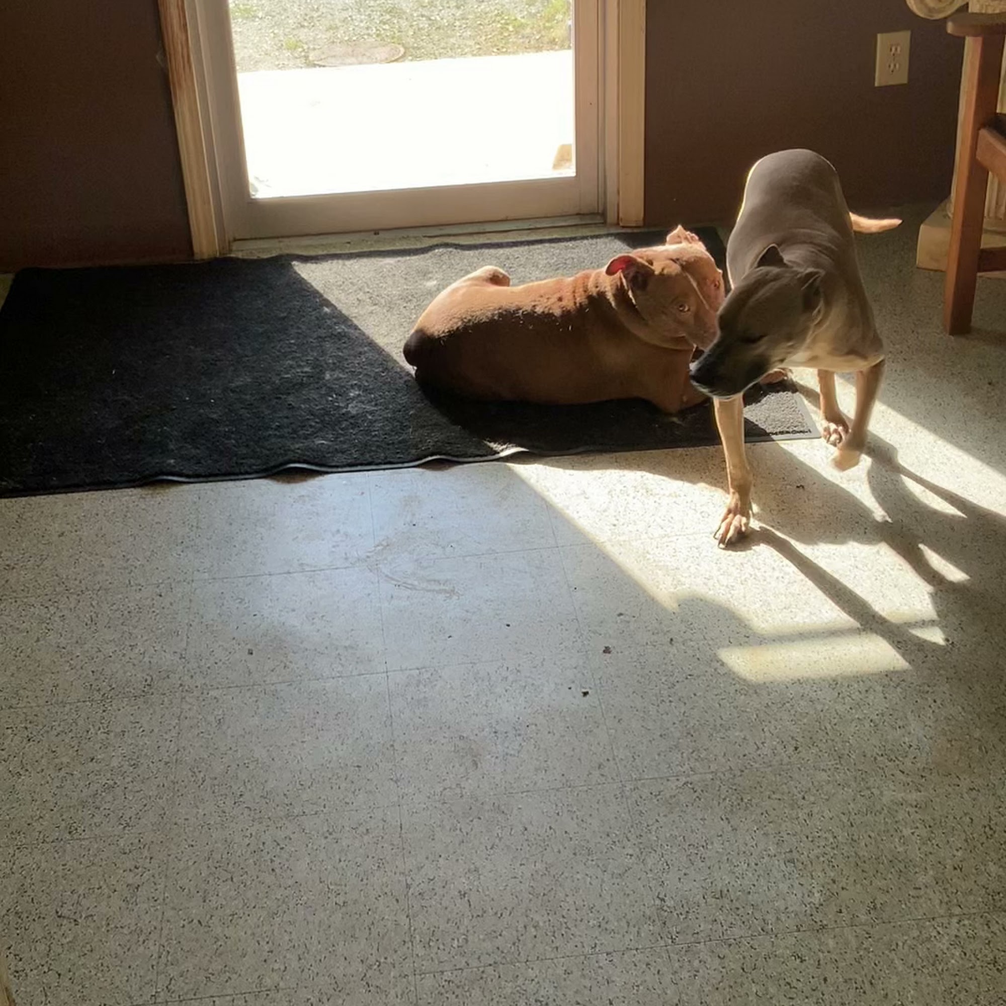 Granite Hills Animal Care Elberton