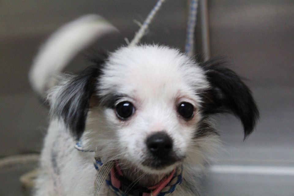 Granite Hills Animal Care: Mathis Andy DVM Elberton