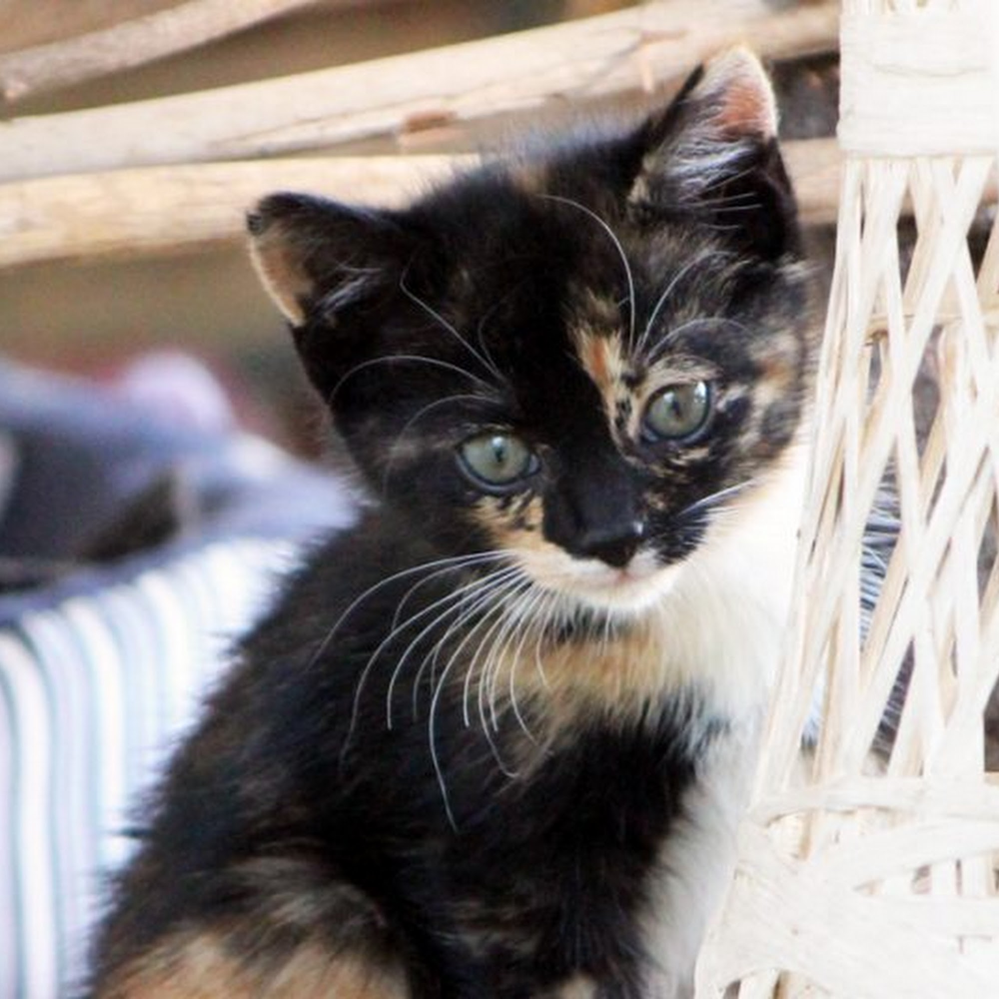 Granite Hills Animal Care: Mathis Andy DVM Elberton