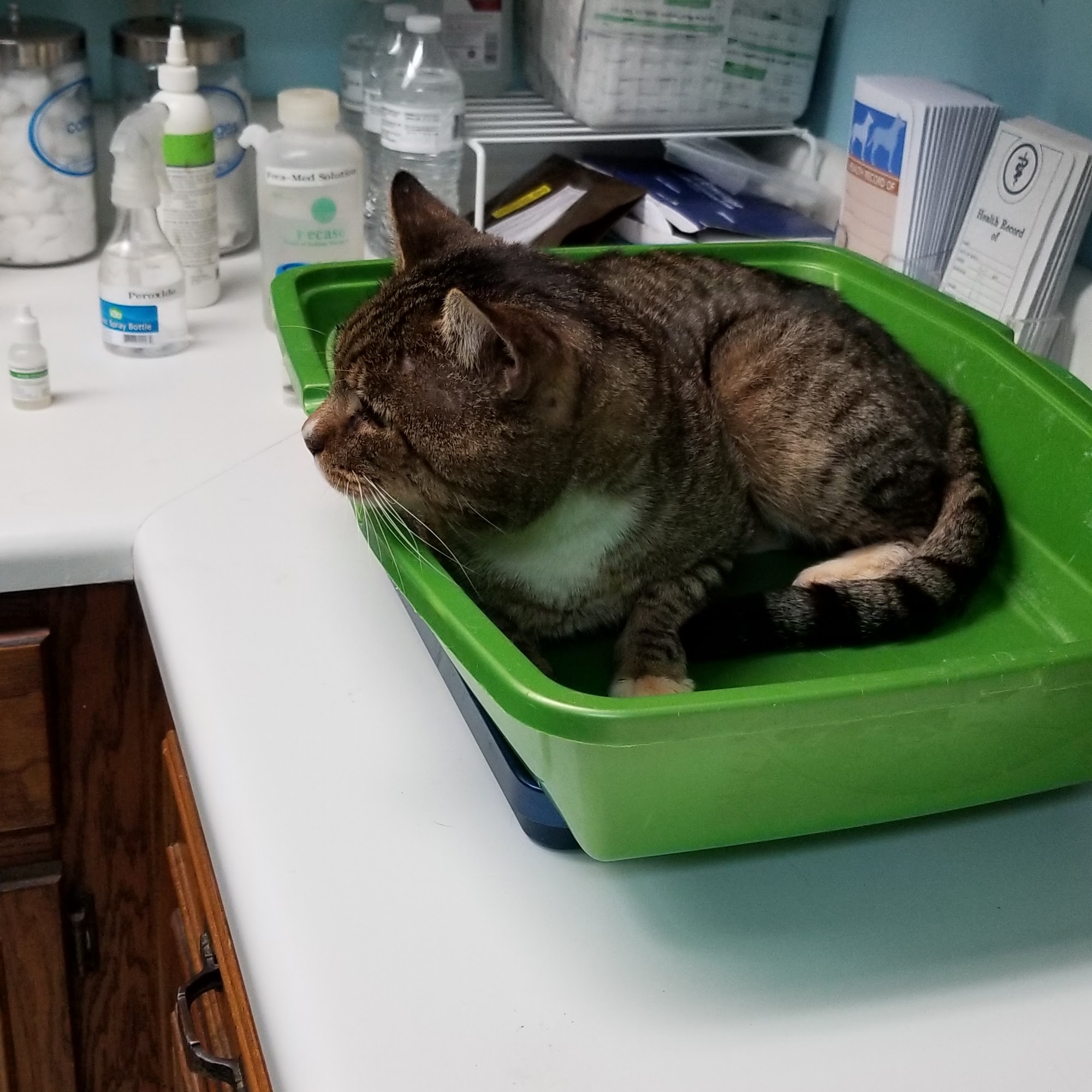 Ellenwood Animal Hospital Ellenwood