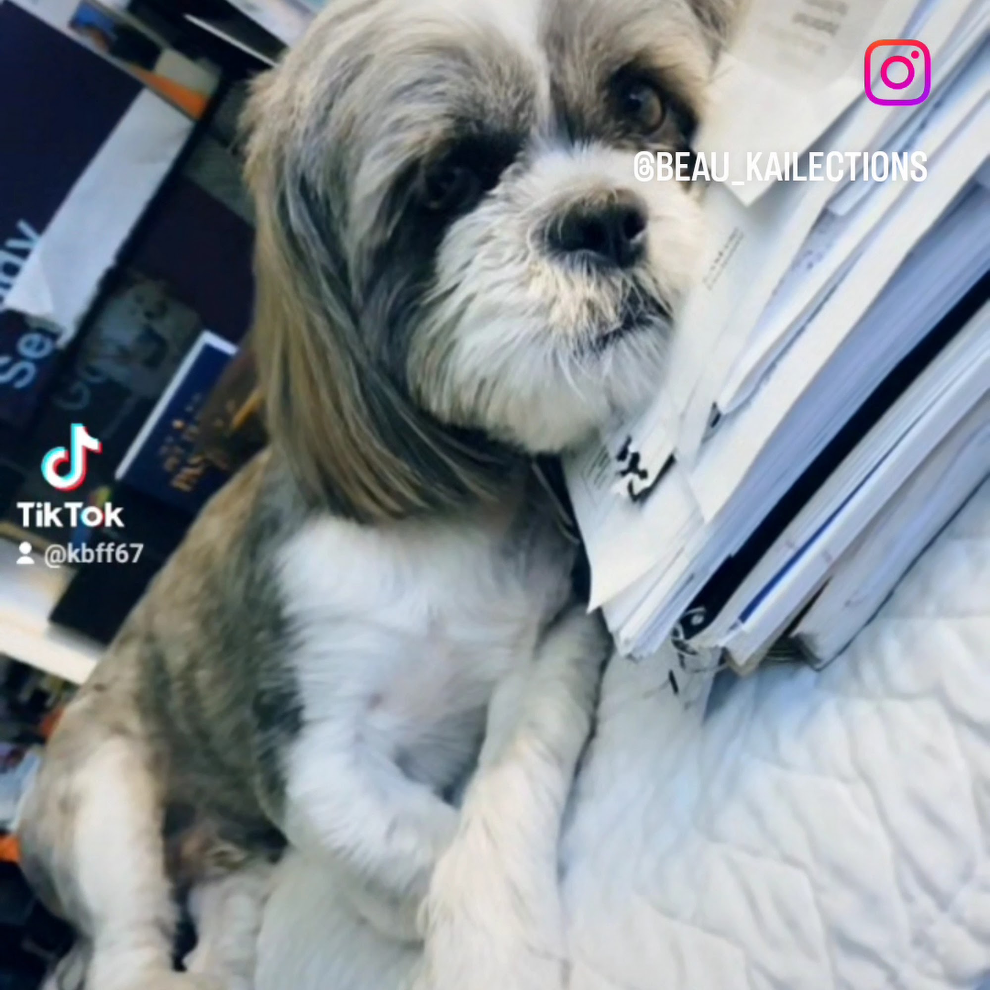 Fairview Animal Hospital Ellenwood