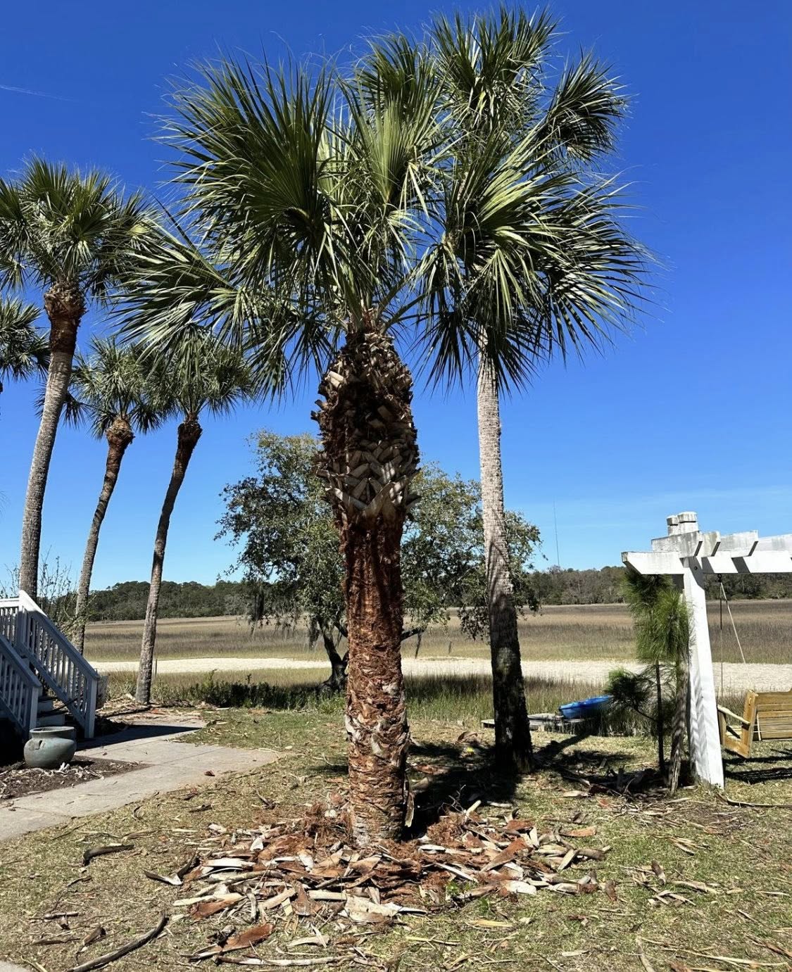 Salgado Tree Service Ellenwood