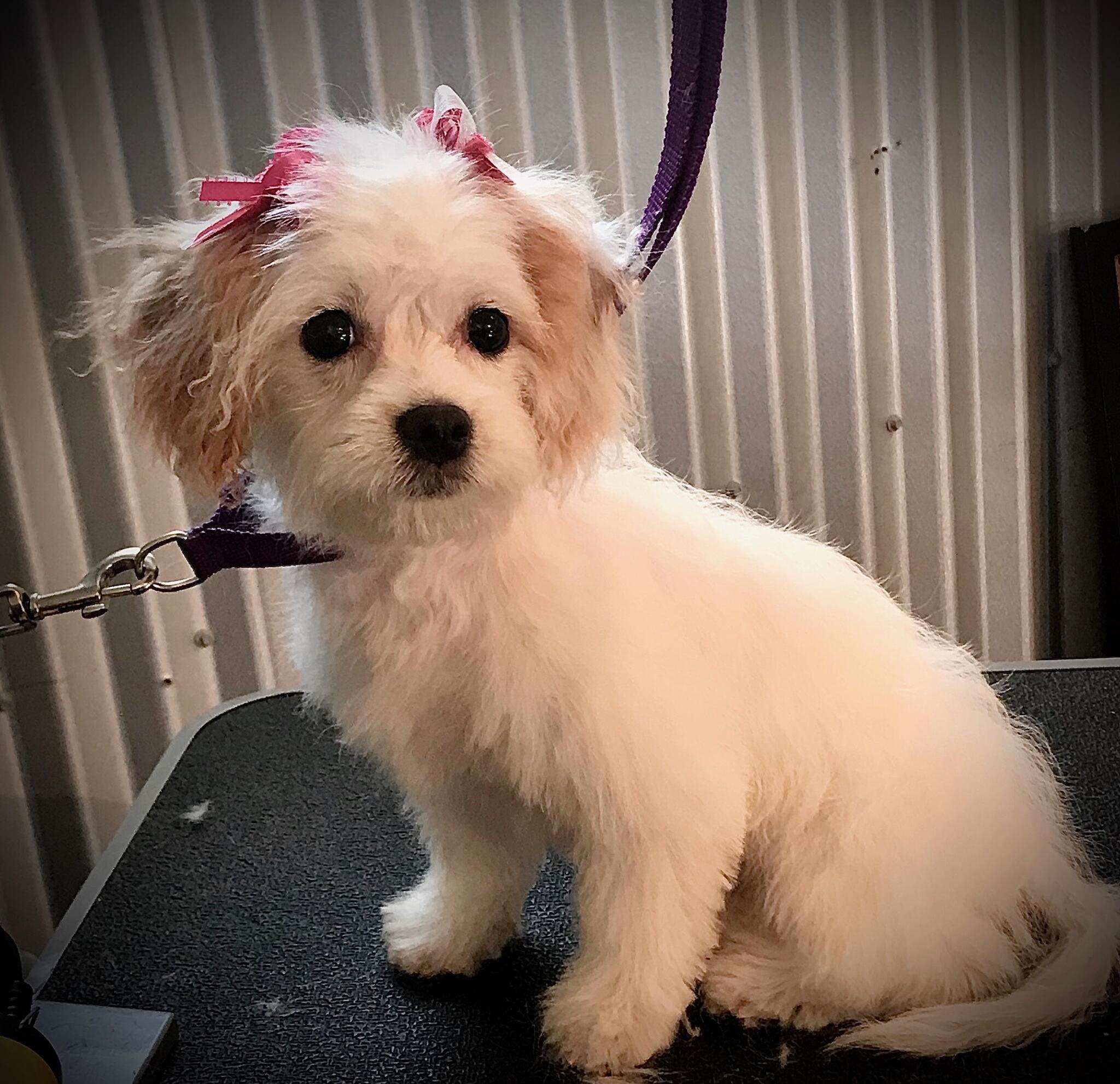 Pets On Main Ellijay