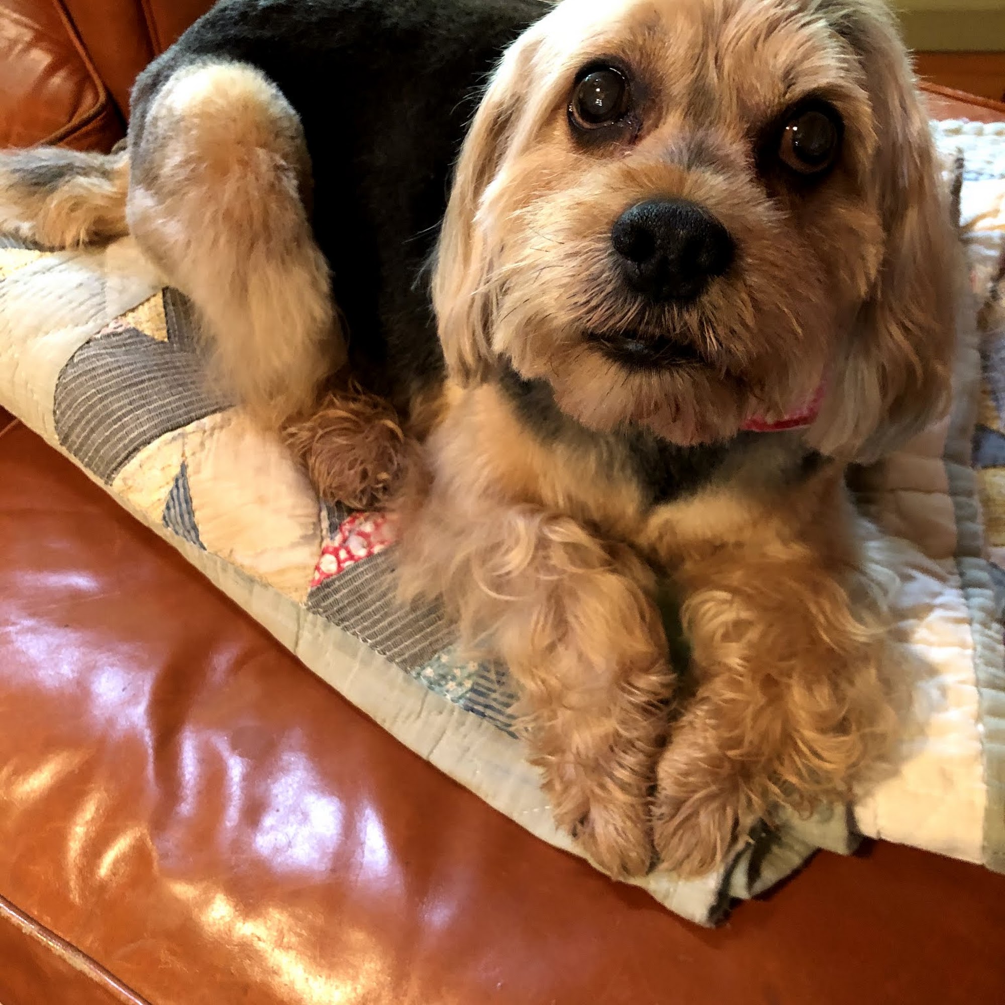 Sandy’s Grooming Ellijay