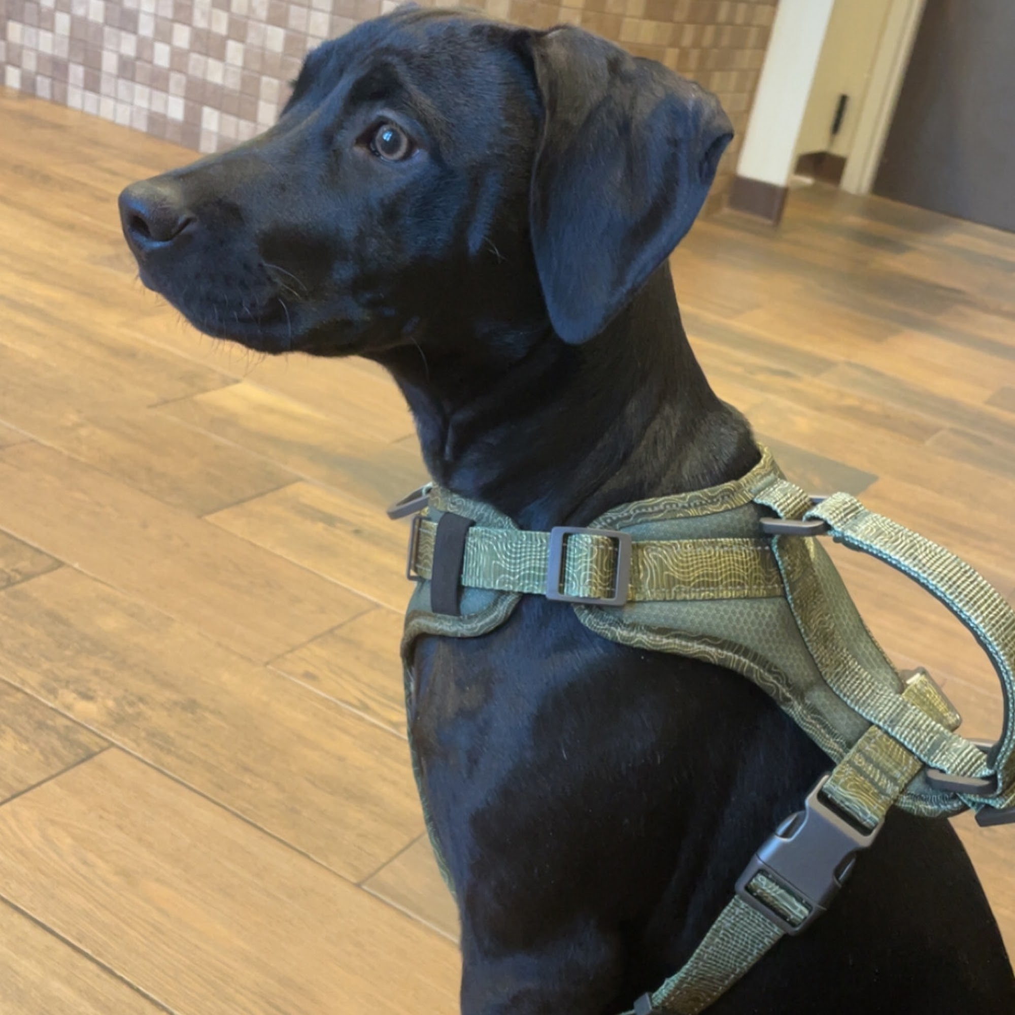 Hill Top Animal Hospital Evans