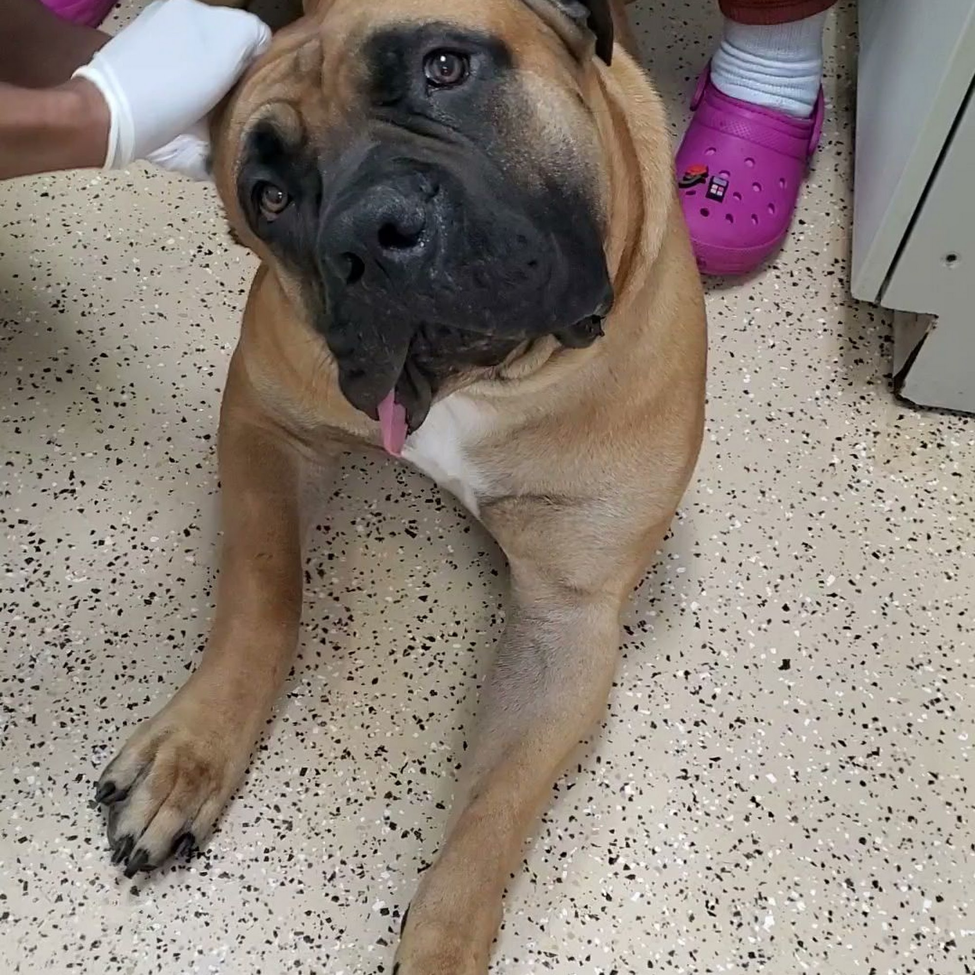 South Fulton Pet Care Fairburn